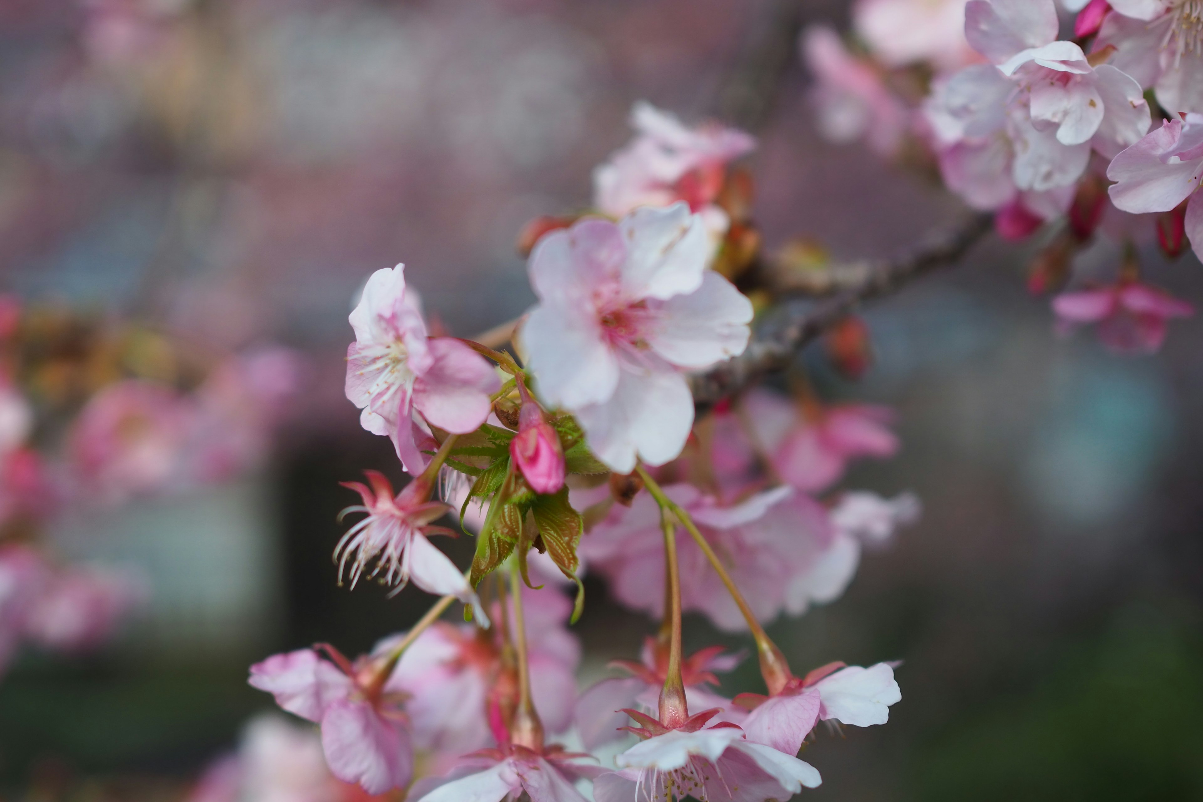 Nahaufnahme von Kirschblüten in voller Blüte