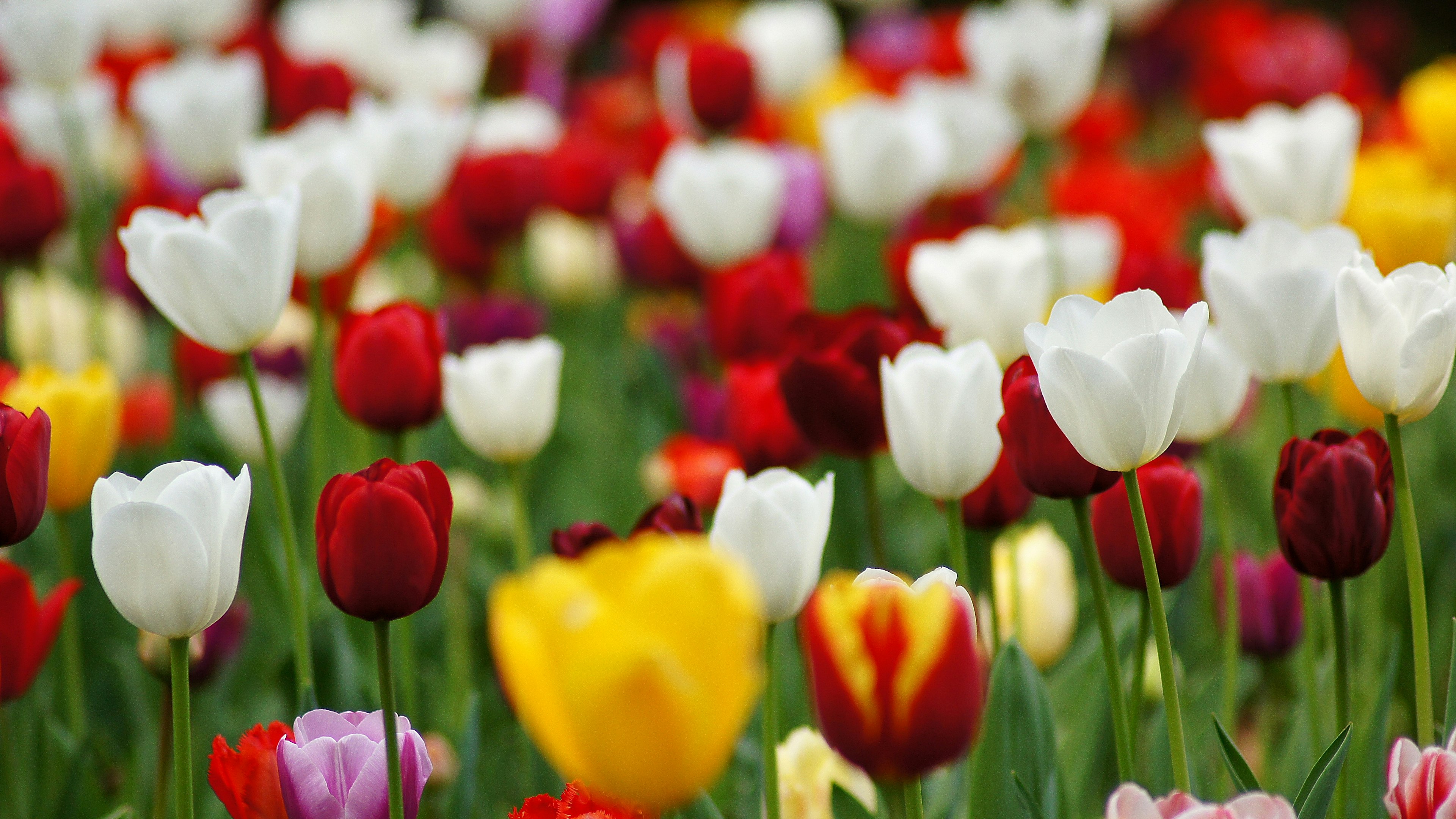 Champ de tulipes colorées avec des fleurs rouges blanches et jaunes en fleurs