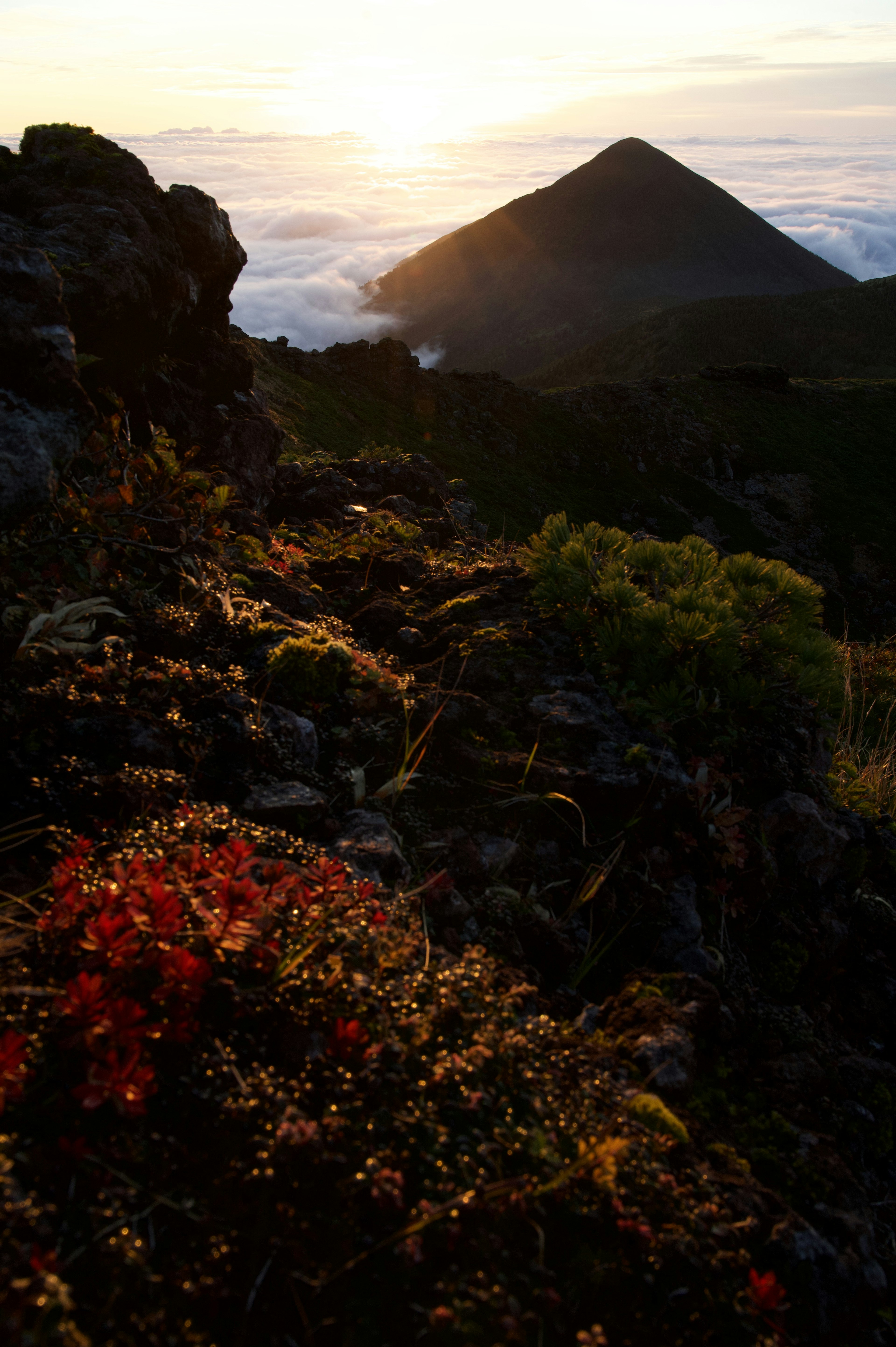 Silhouette de montaña contra el atardecer con plantas coloridas