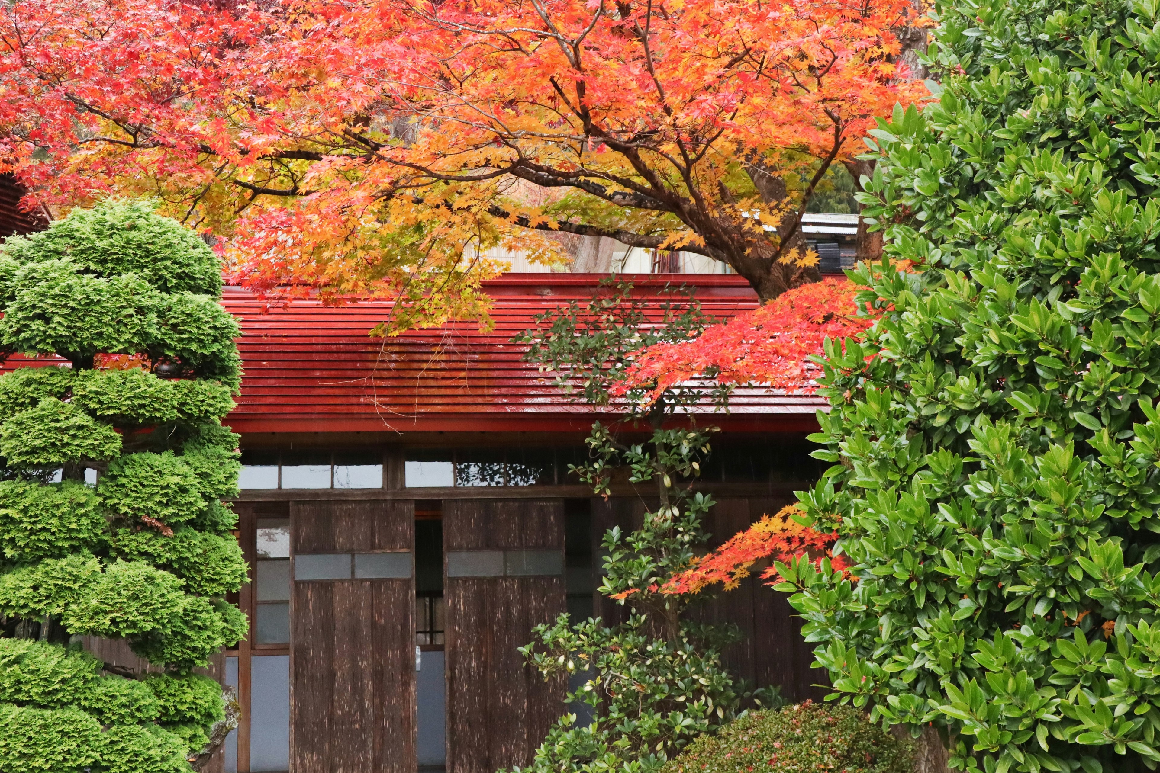 Maison japonaise traditionnelle entourée de feuillage d'automne