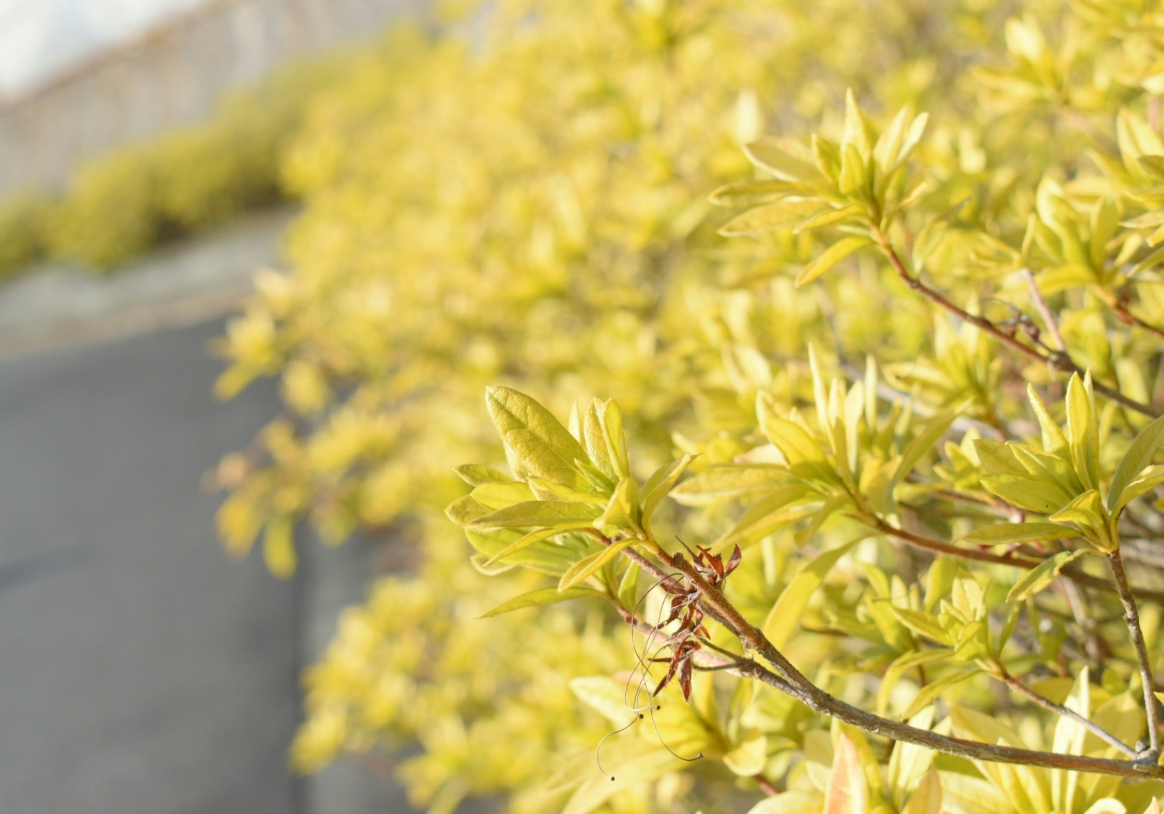 Close-up photo of lush green leaves on a plant