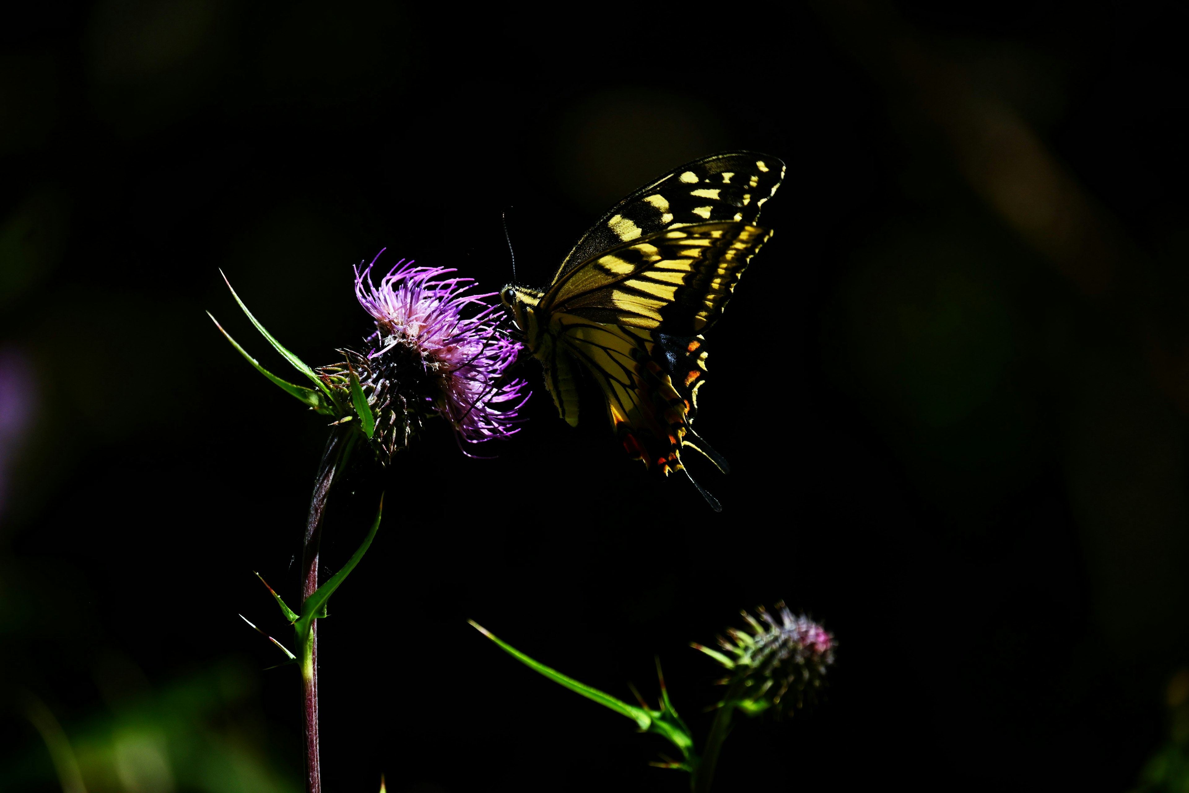 Una mariposa amarilla y negra posada en una flor morada sobre un fondo oscuro