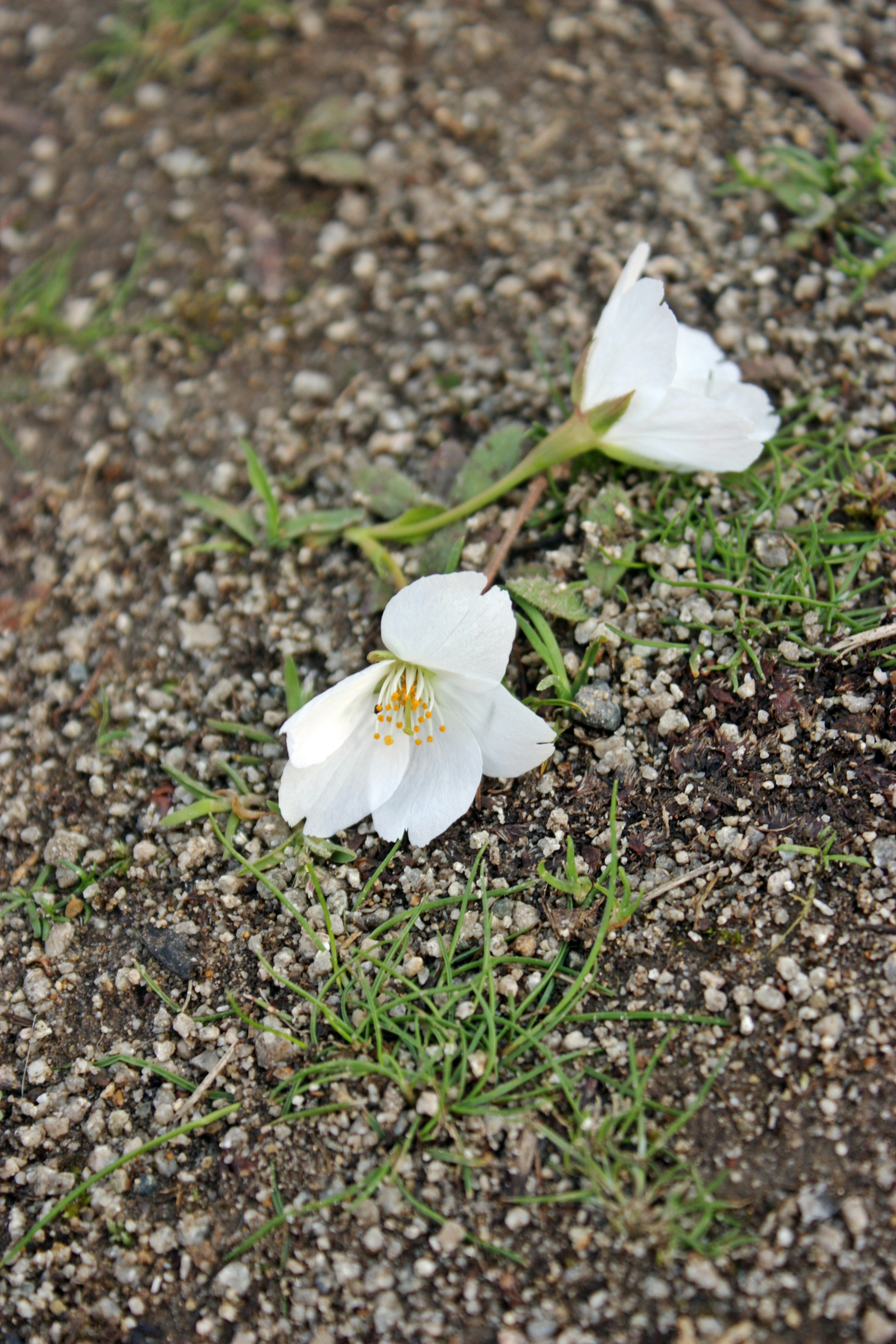 白い花と緑の草がある砂利の地面