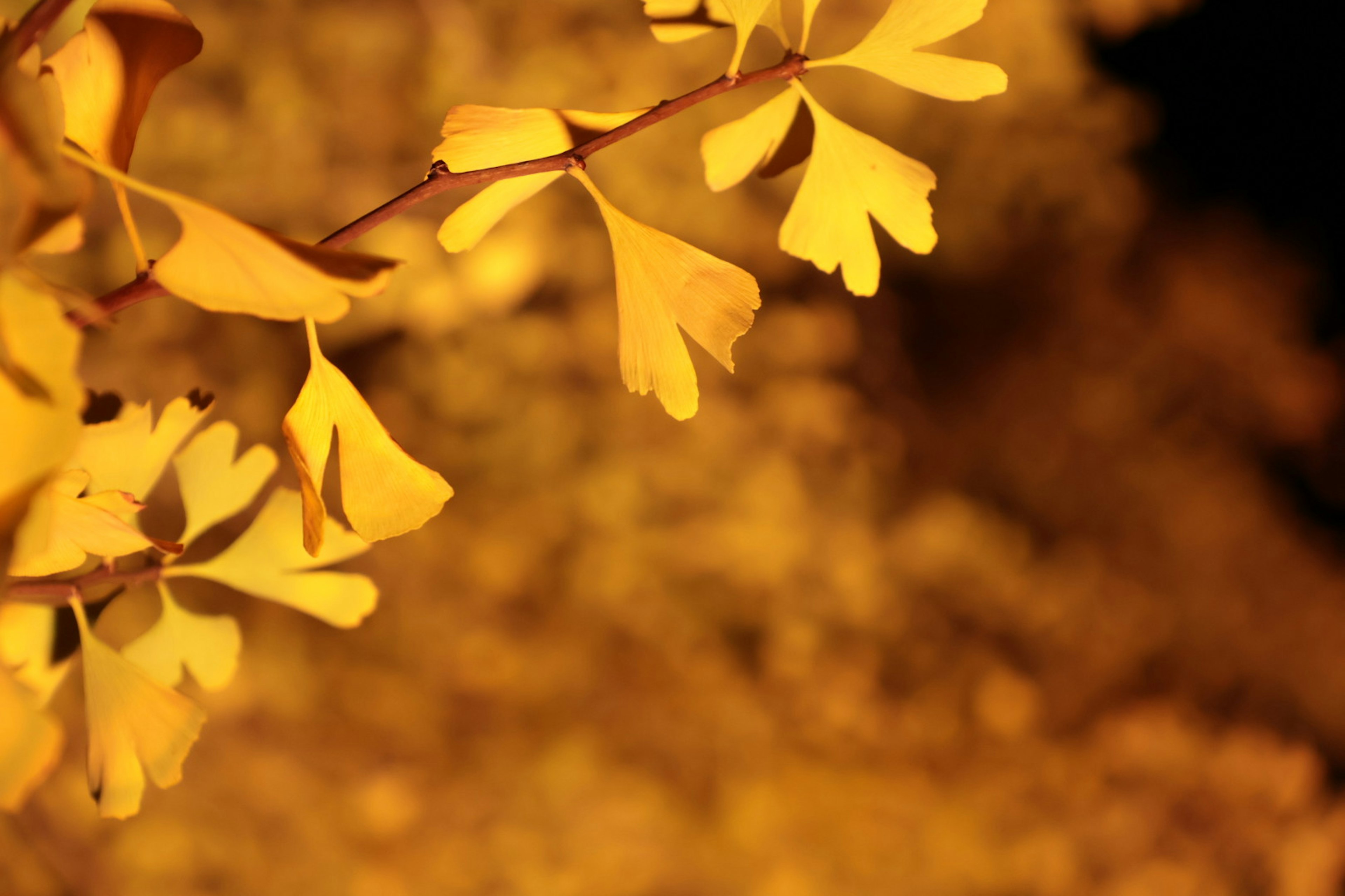 Sehelai cabang daun ginkgo kuning di latar belakang kabur yang hangat