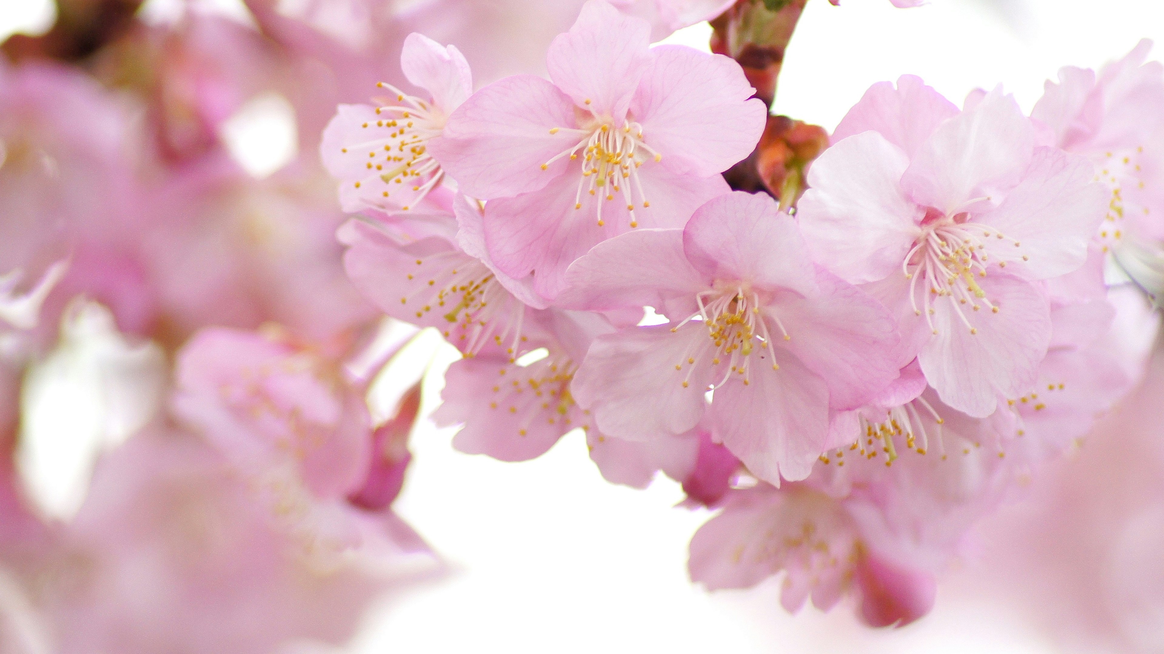 Close-up of cherry blossom flowers with pink petals and white background