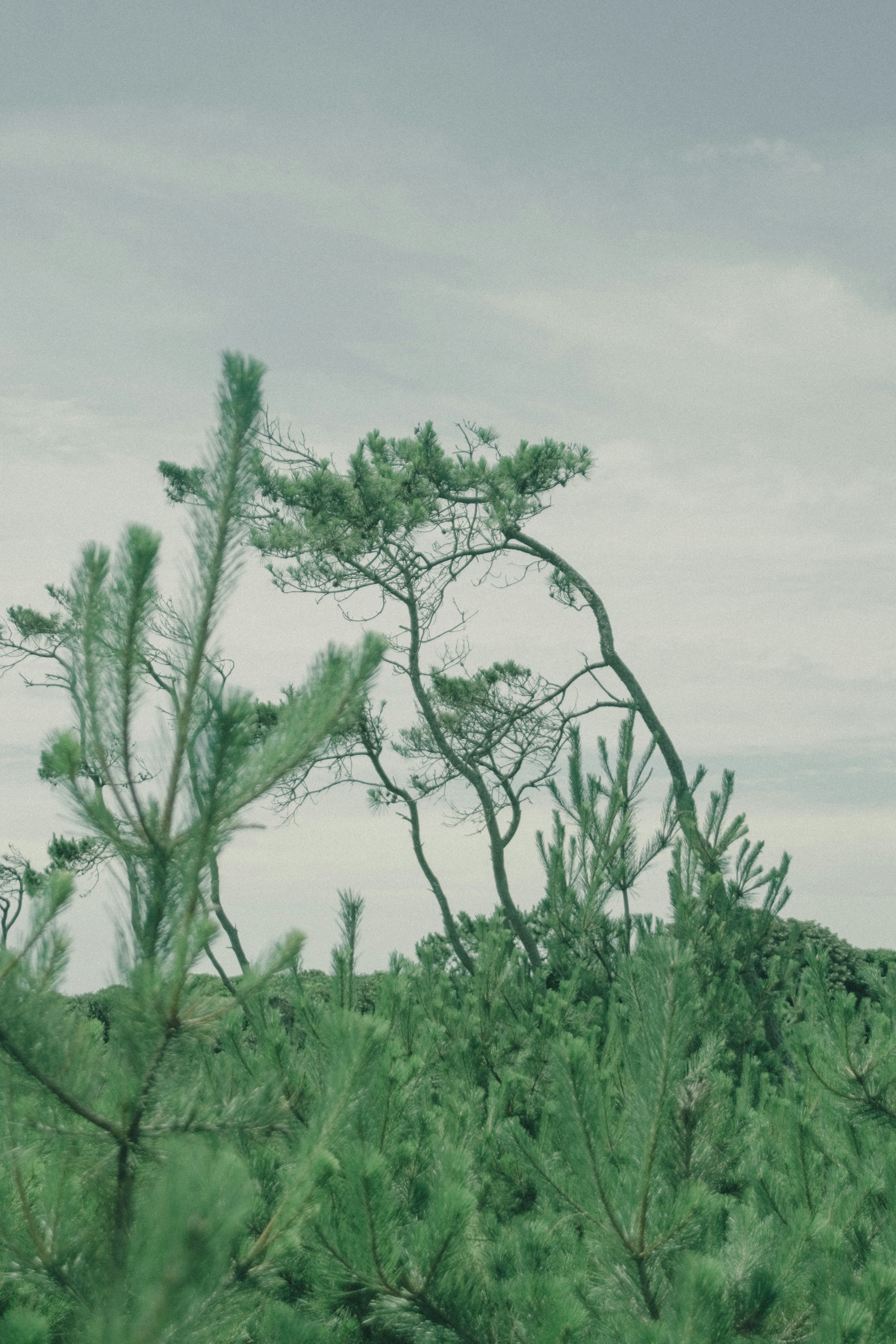 Eine Landschaft mit einem schiefen Baum zwischen grünem Laub