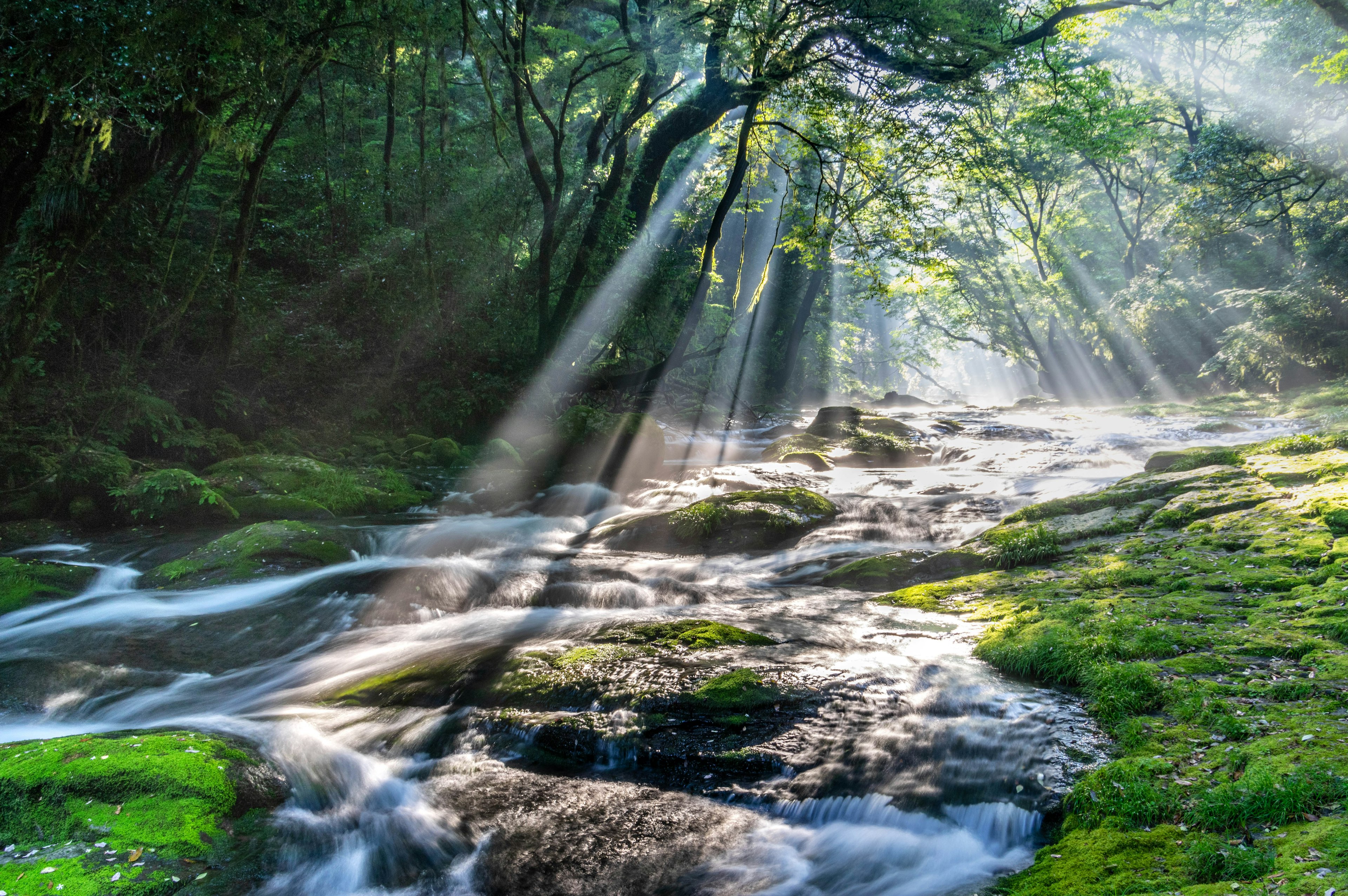 Un fiume sereno che scorre attraverso una foresta lussureggiante con raggi di sole