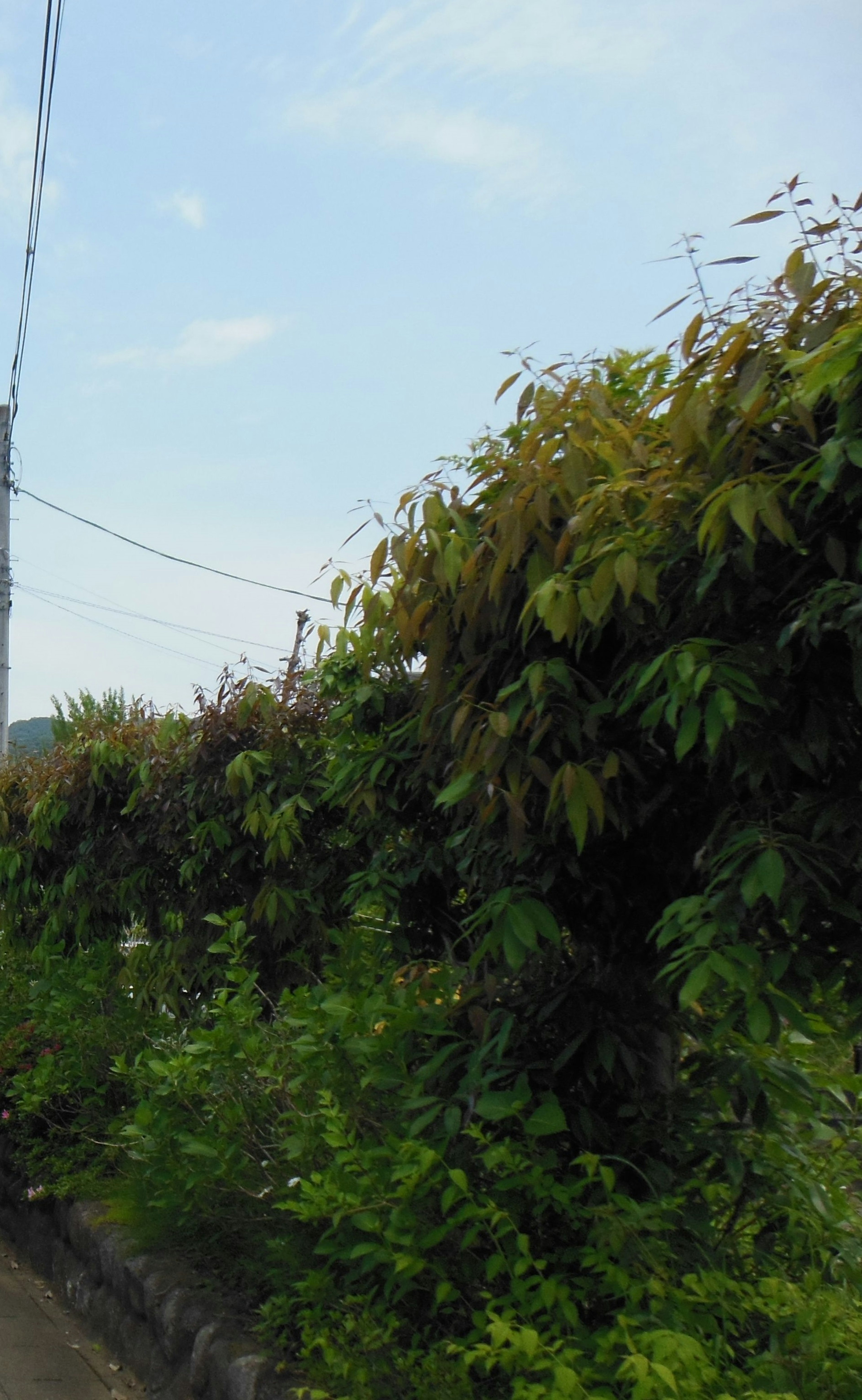 Piante verdi lussureggianti e foglie sotto un cielo blu