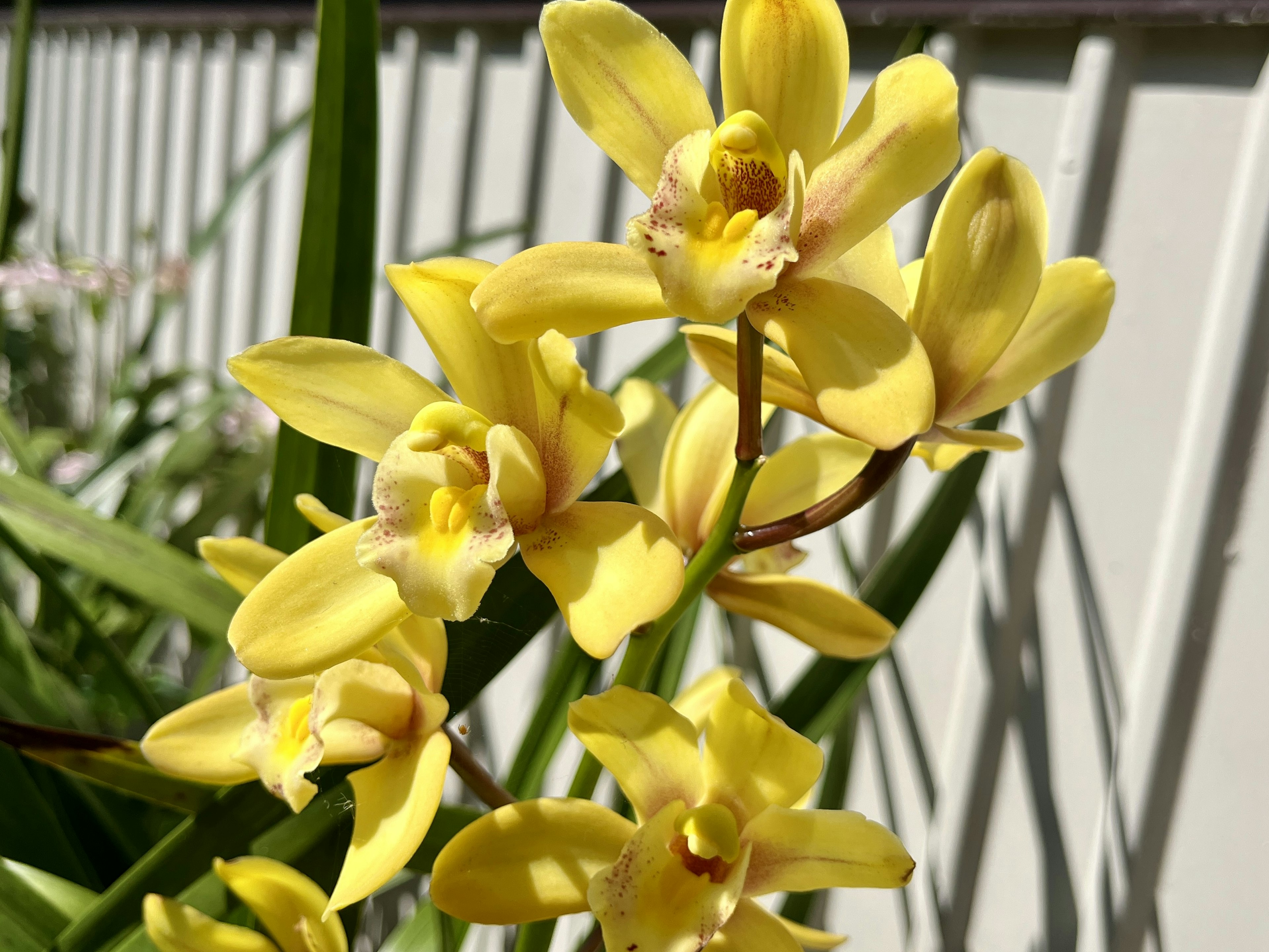 Primo piano di una pianta di orchidea con fiori gialli brillanti