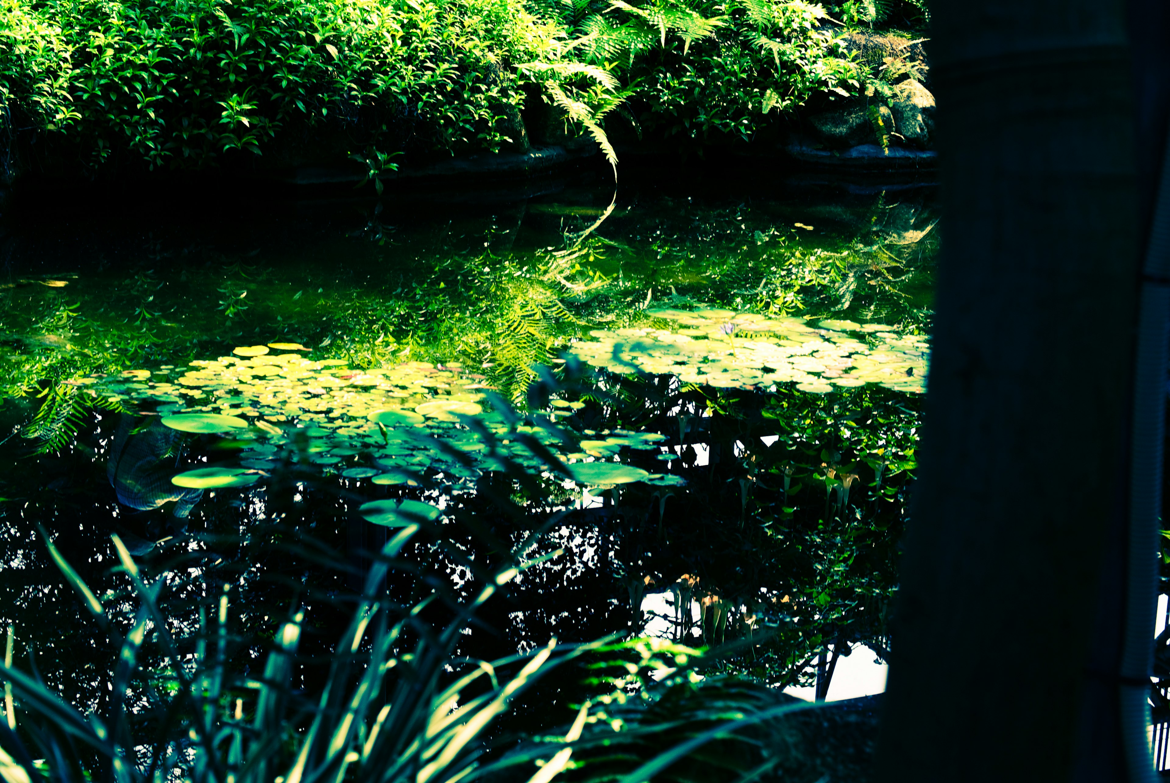 Seerosenblätter auf einem Teich umgeben von üppigem Grün