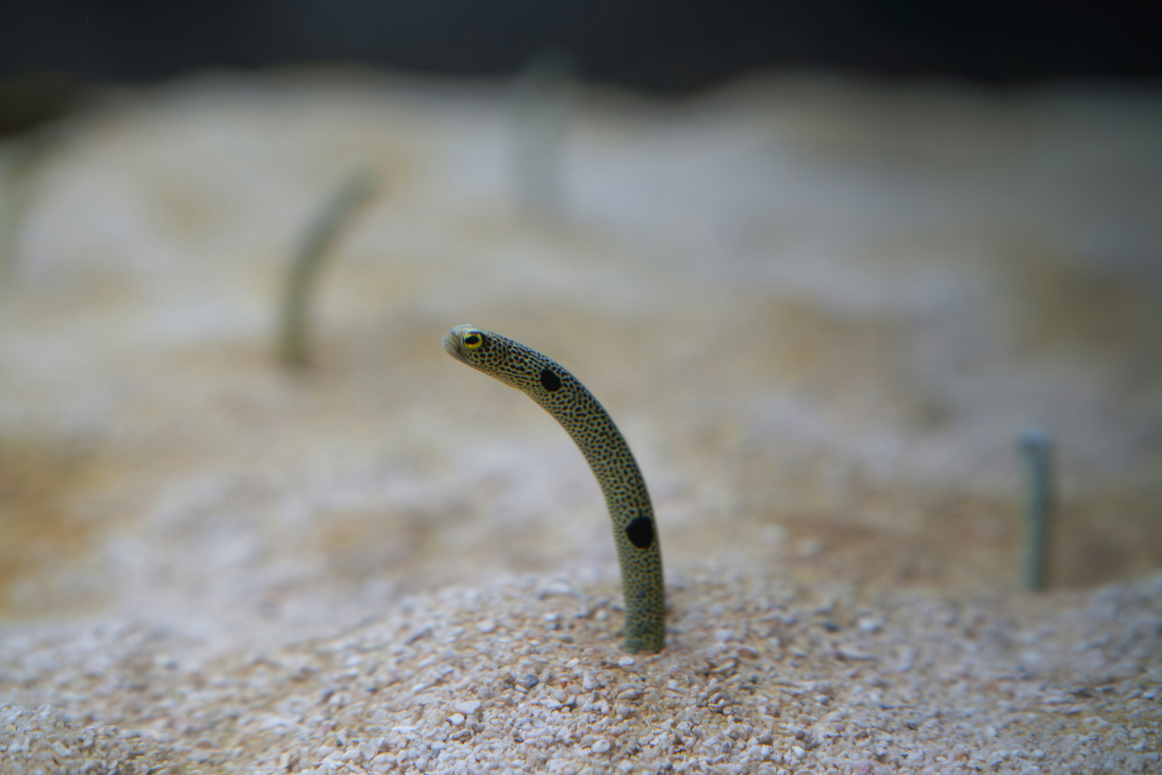 Ein kleiner Fisch, der aus dem Sand auftaucht