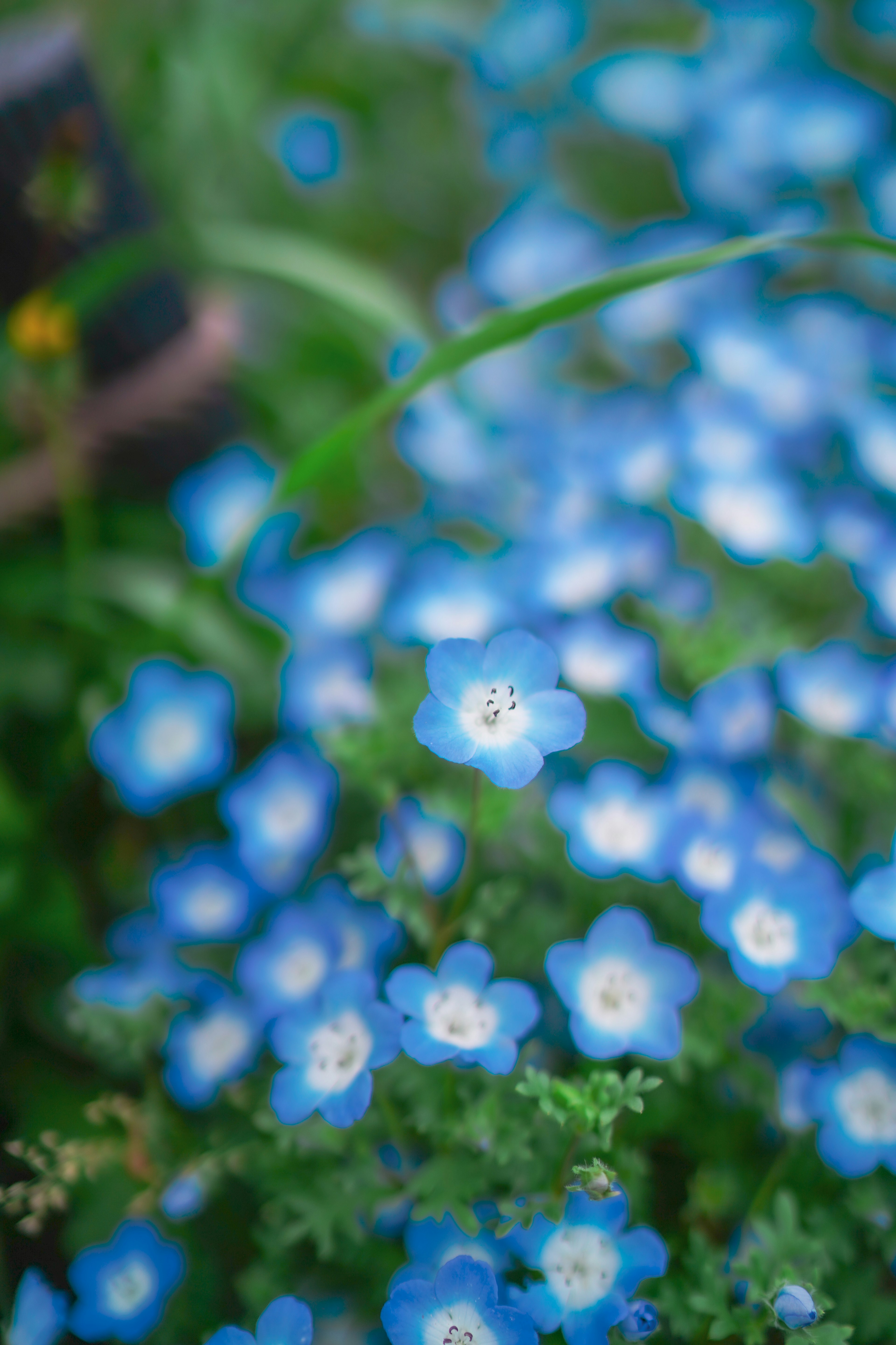 青い花が咲き乱れる美しい風景