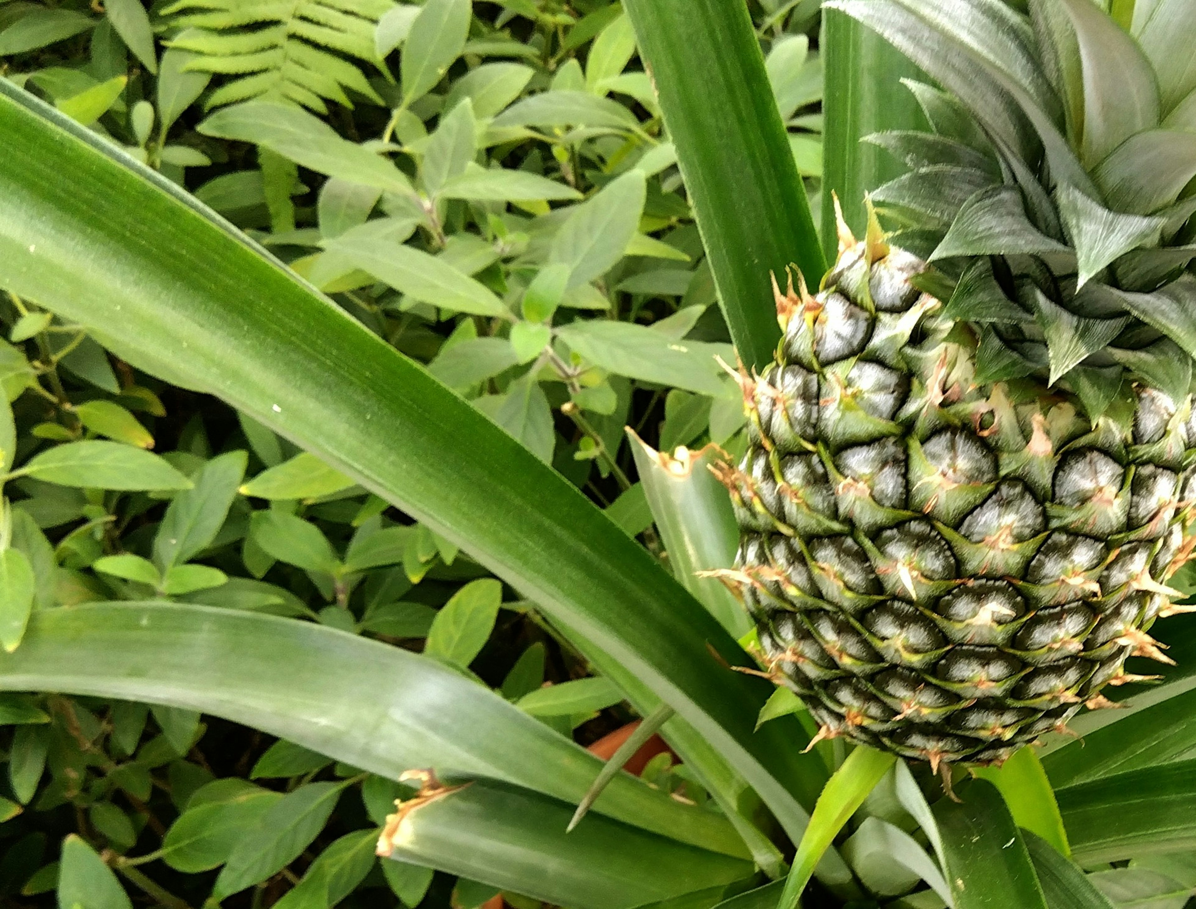 Gros plan d'un fruit d'ananas entouré de feuilles vertes