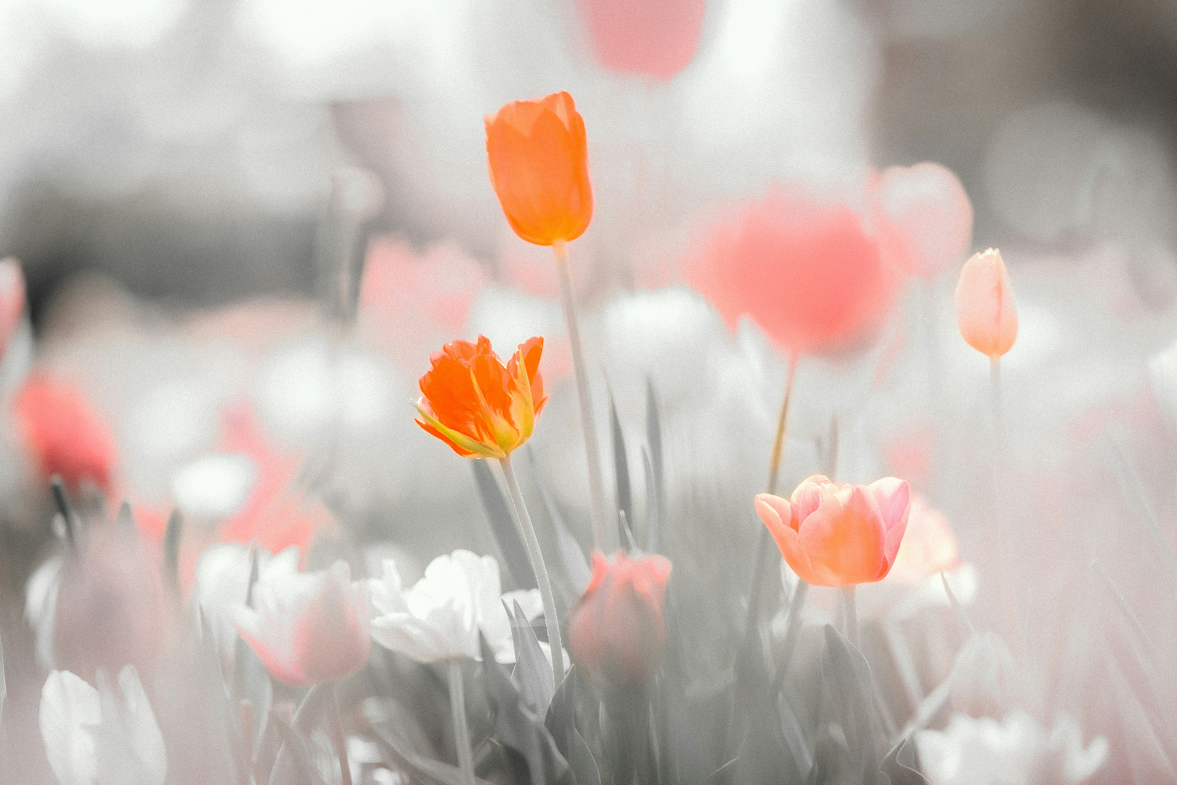 Imagen desenfocada de tulipanes coloridos floreciendo en un jardín