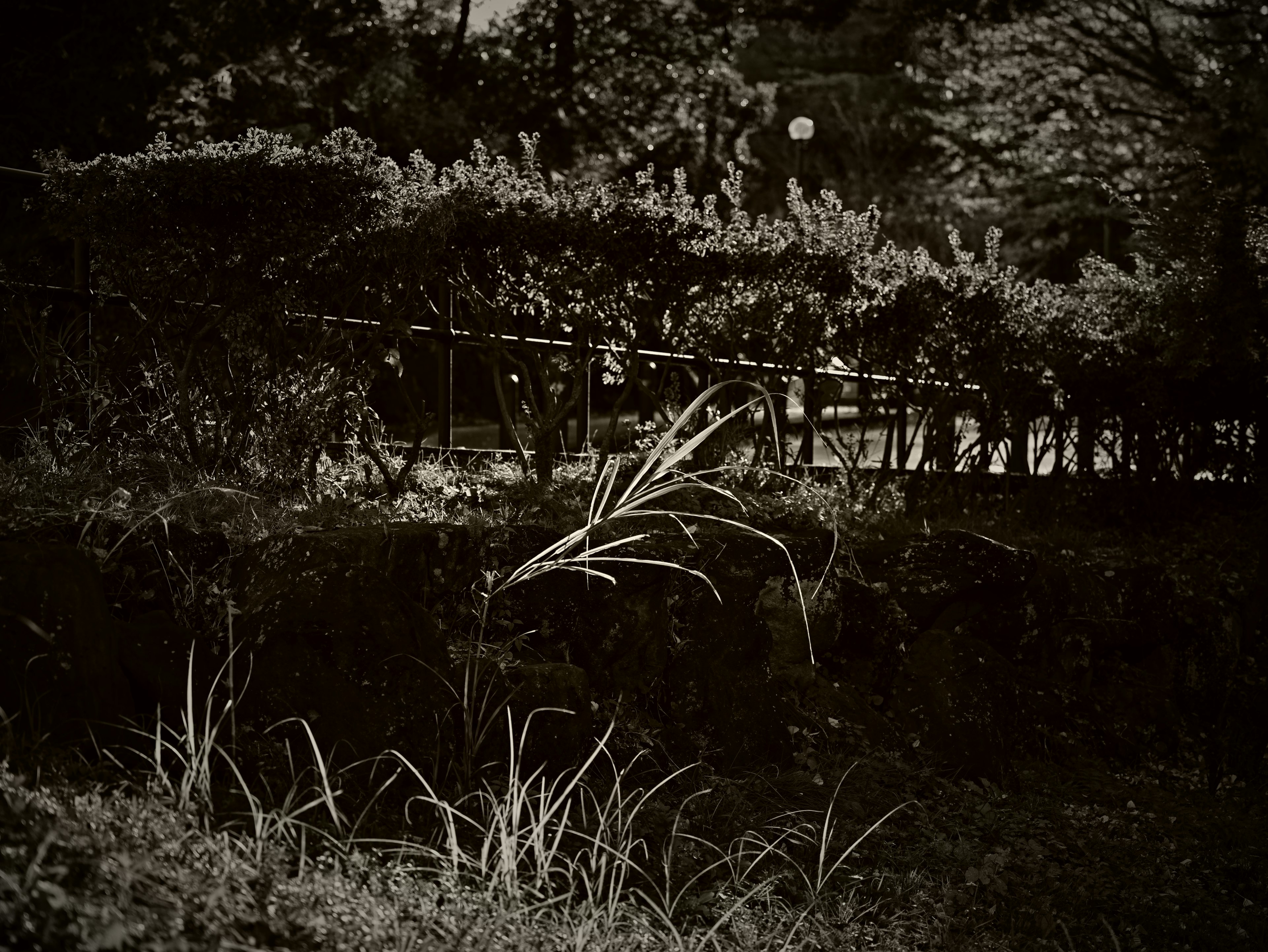 A serene landscape featuring grass and low shrubs against a dark background