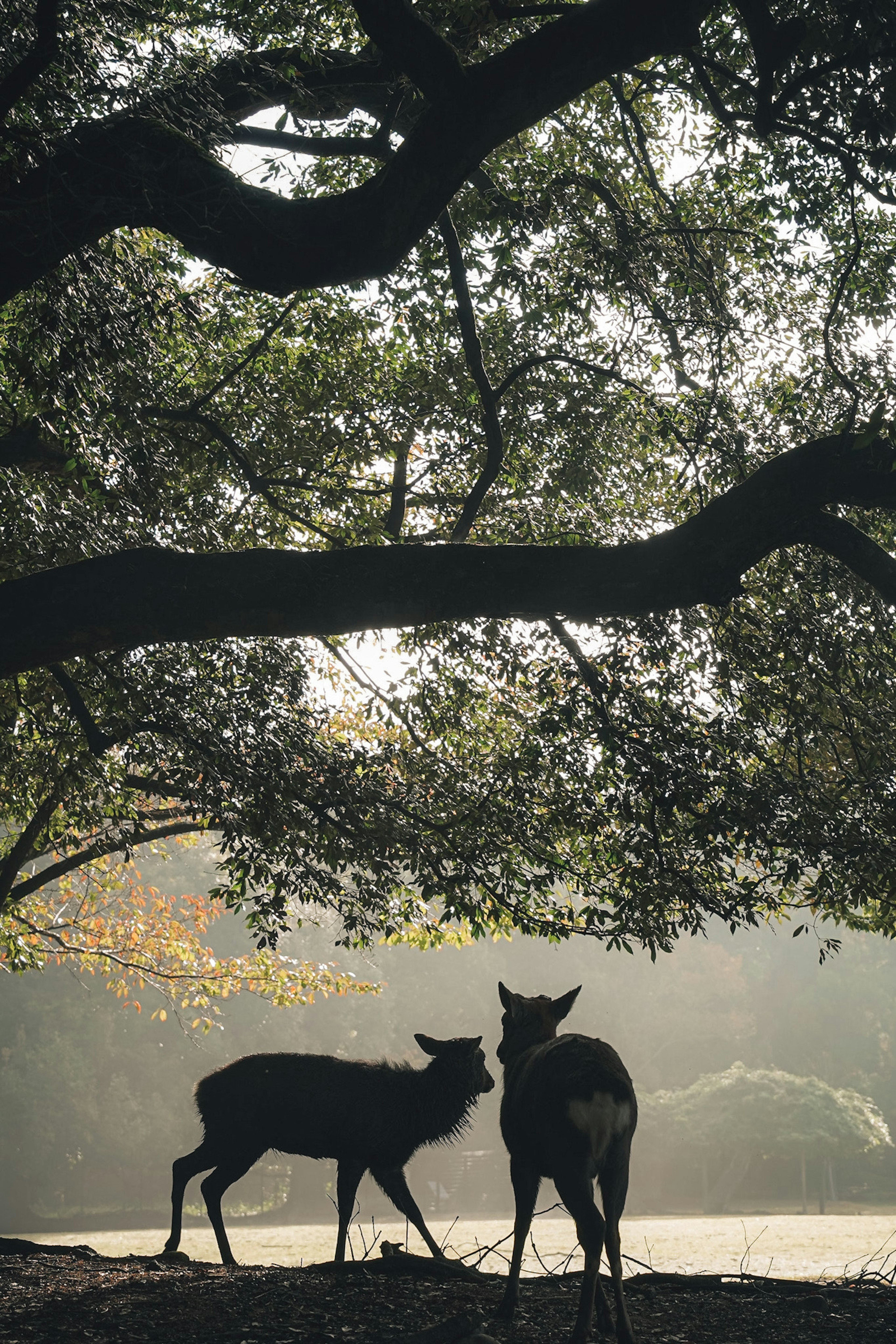 Two deer standing close together under a large tree