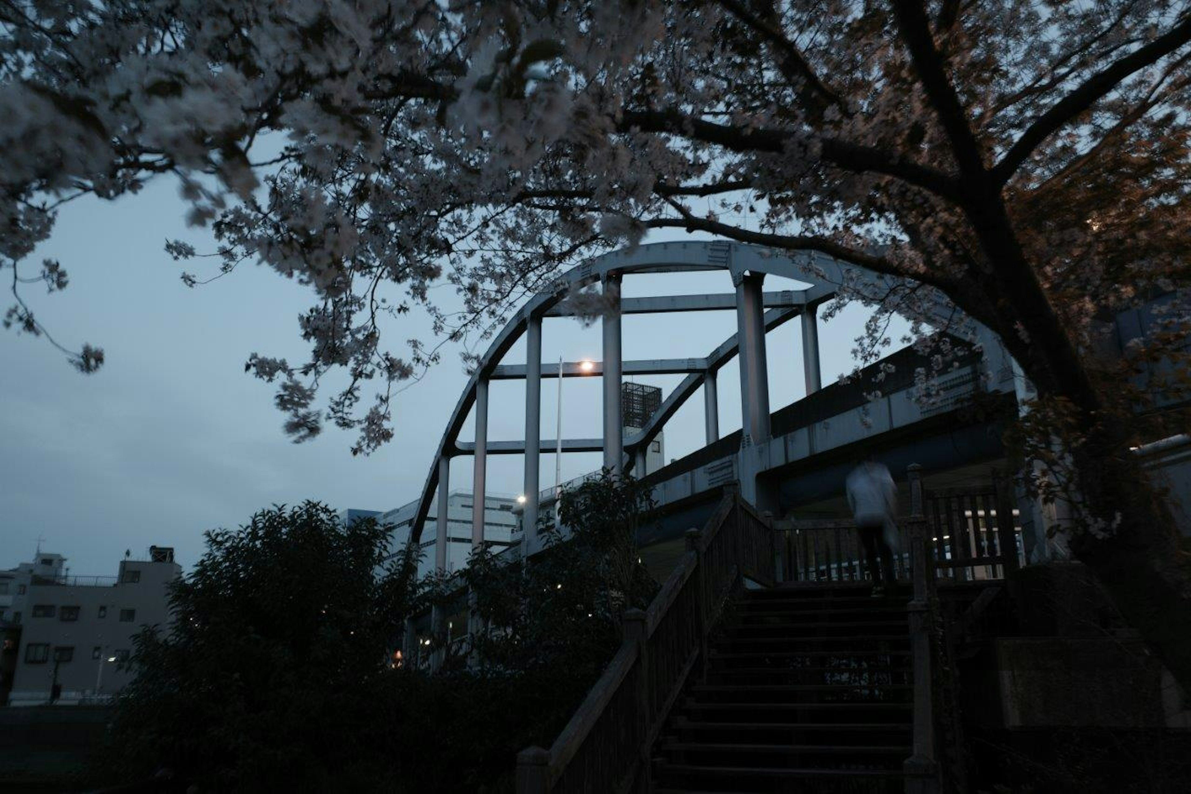 夜桜の下にある白いアーチ型の橋と階段の風景