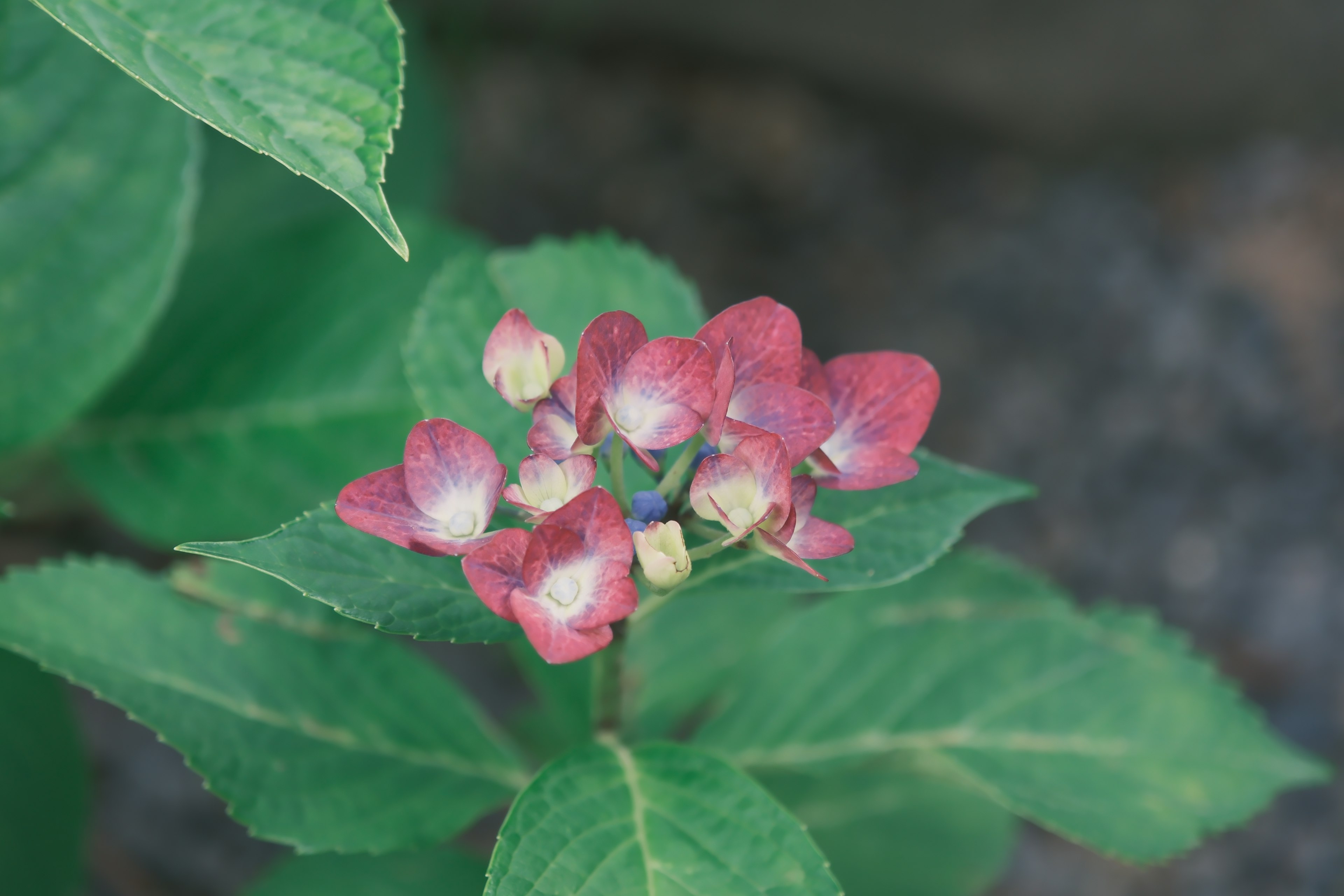 Kumpulan bunga merah muda muda dengan daun hijau di latar belakang