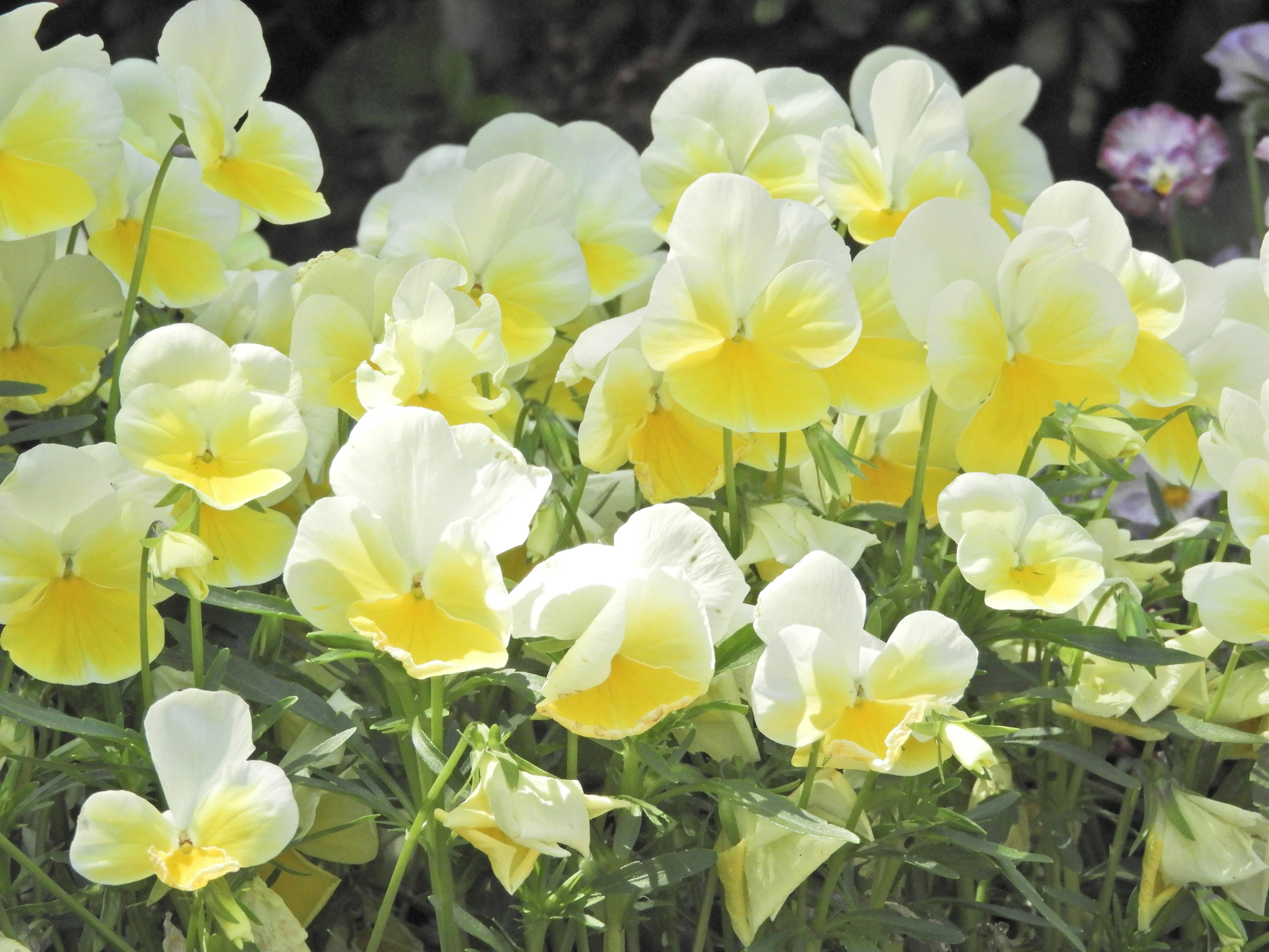 A vibrant field of yellow pansies in bloom