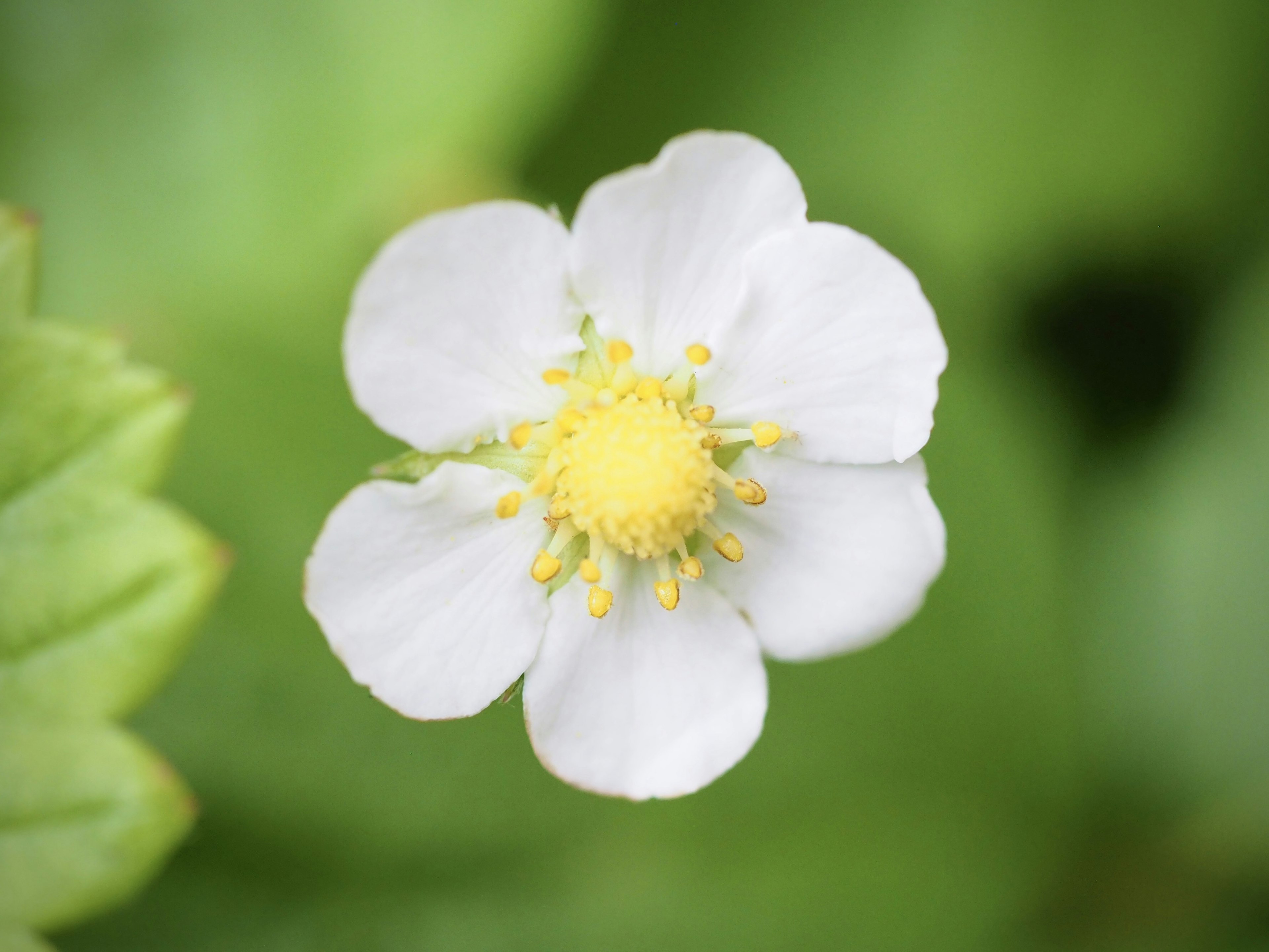 Nahaufnahme einer weißen Erdbeerblüte mit gelbem Zentrum vor grünen Blättern