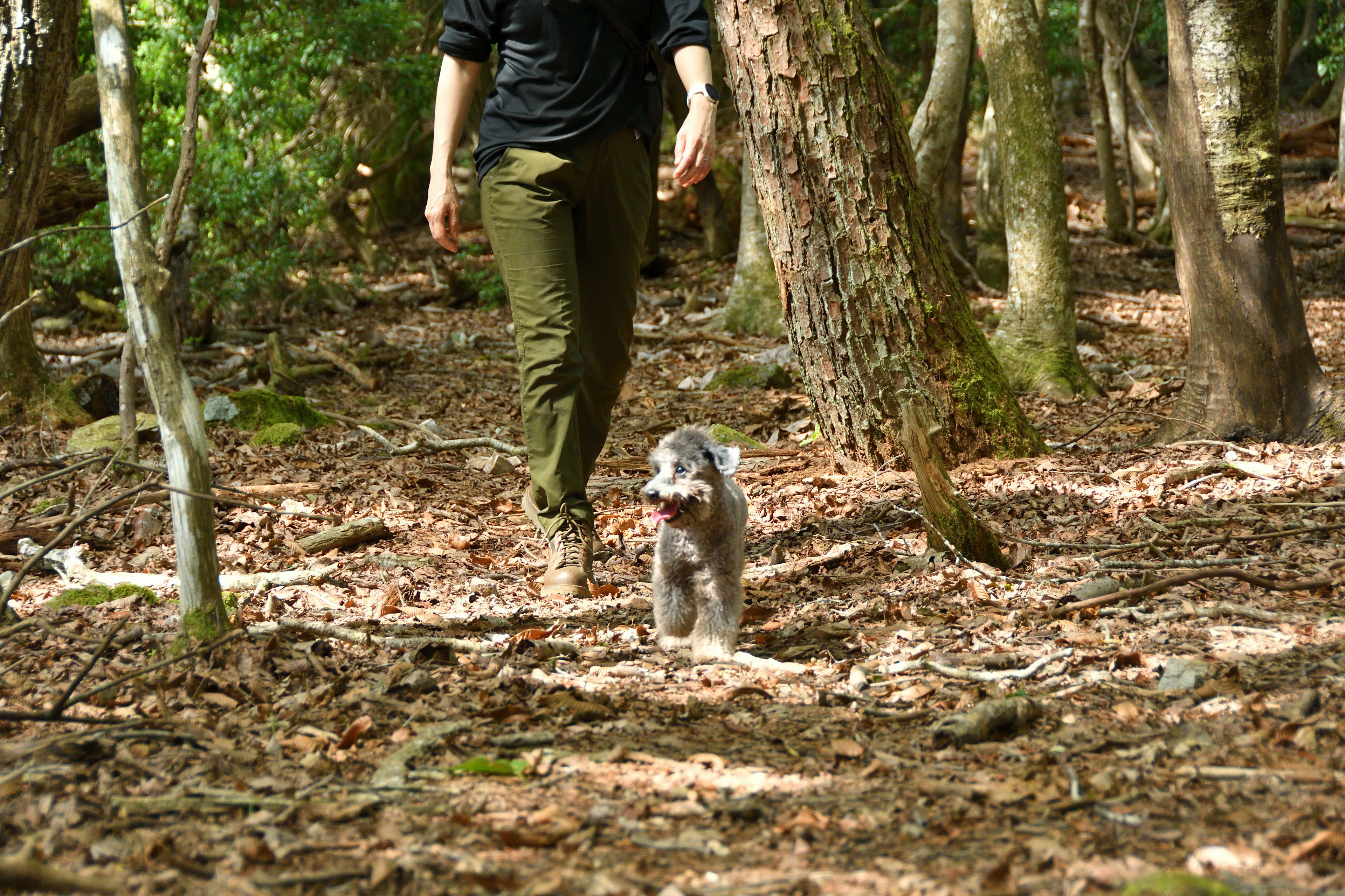 Una persona che cammina con un cane in una foresta