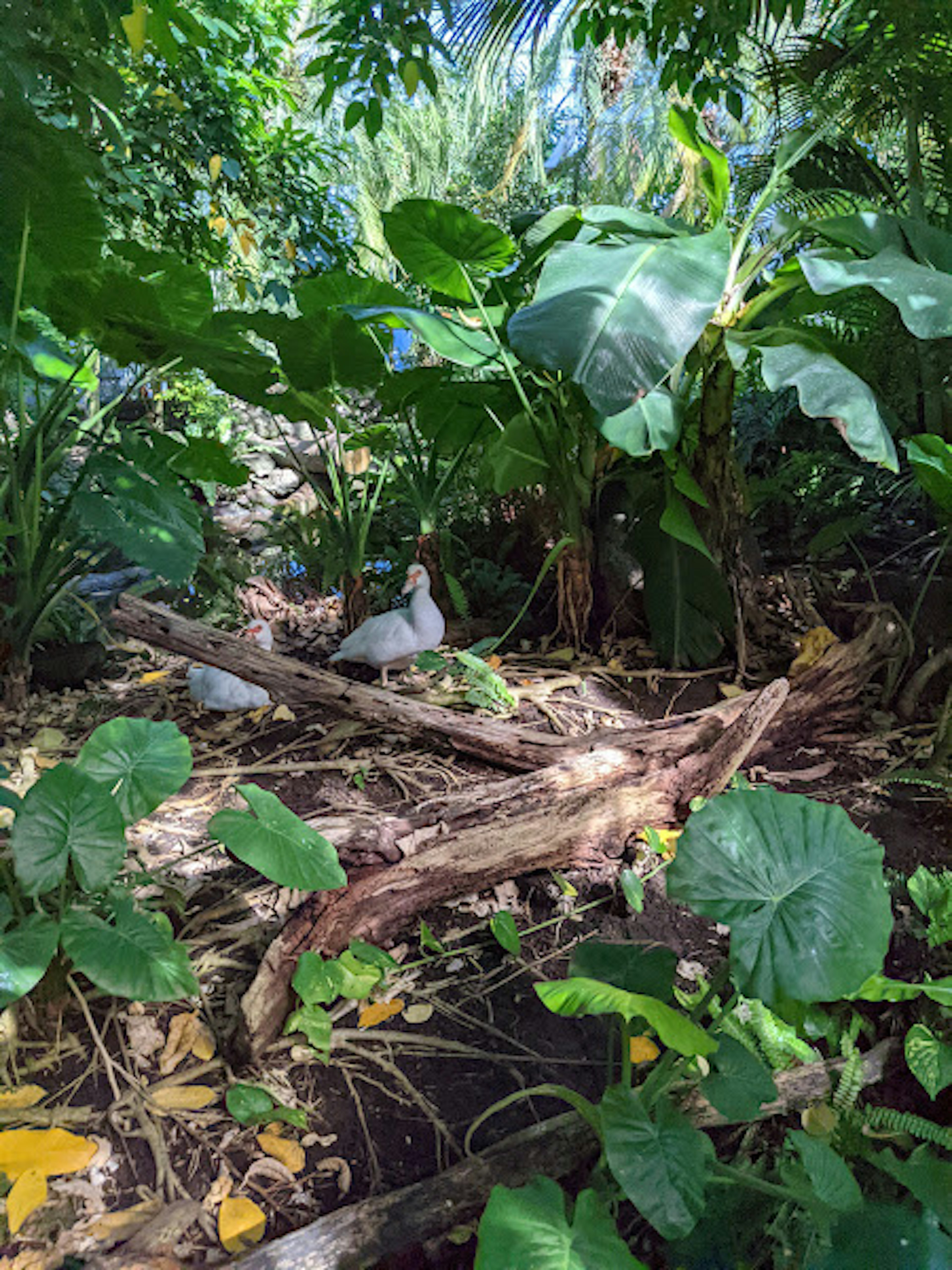 緑豊かな植物と木の幹が広がる自然の風景で、鳩が見える