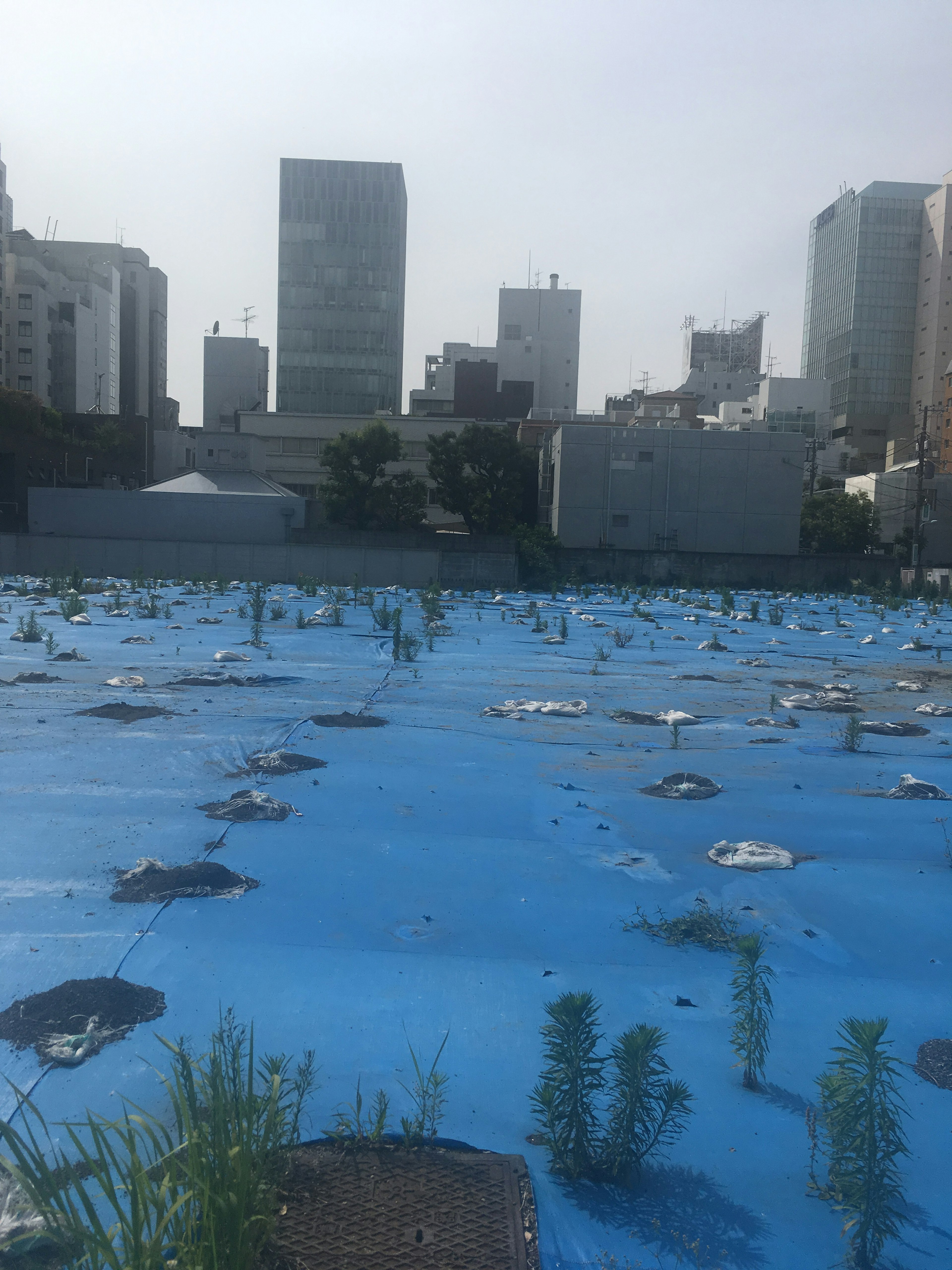 青いビニールシートで覆われた土地に植物が生えている風景