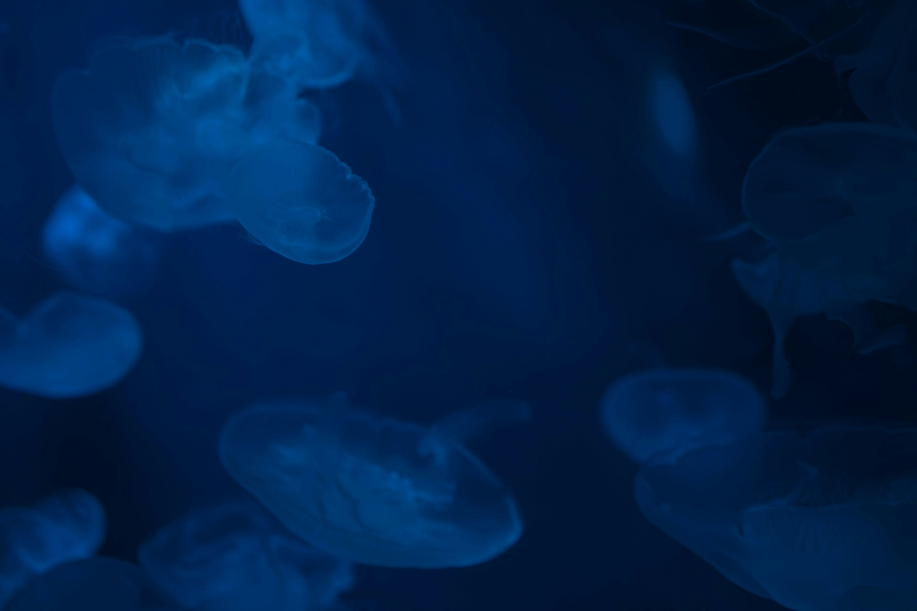 A group of jellyfish floating in deep blue water