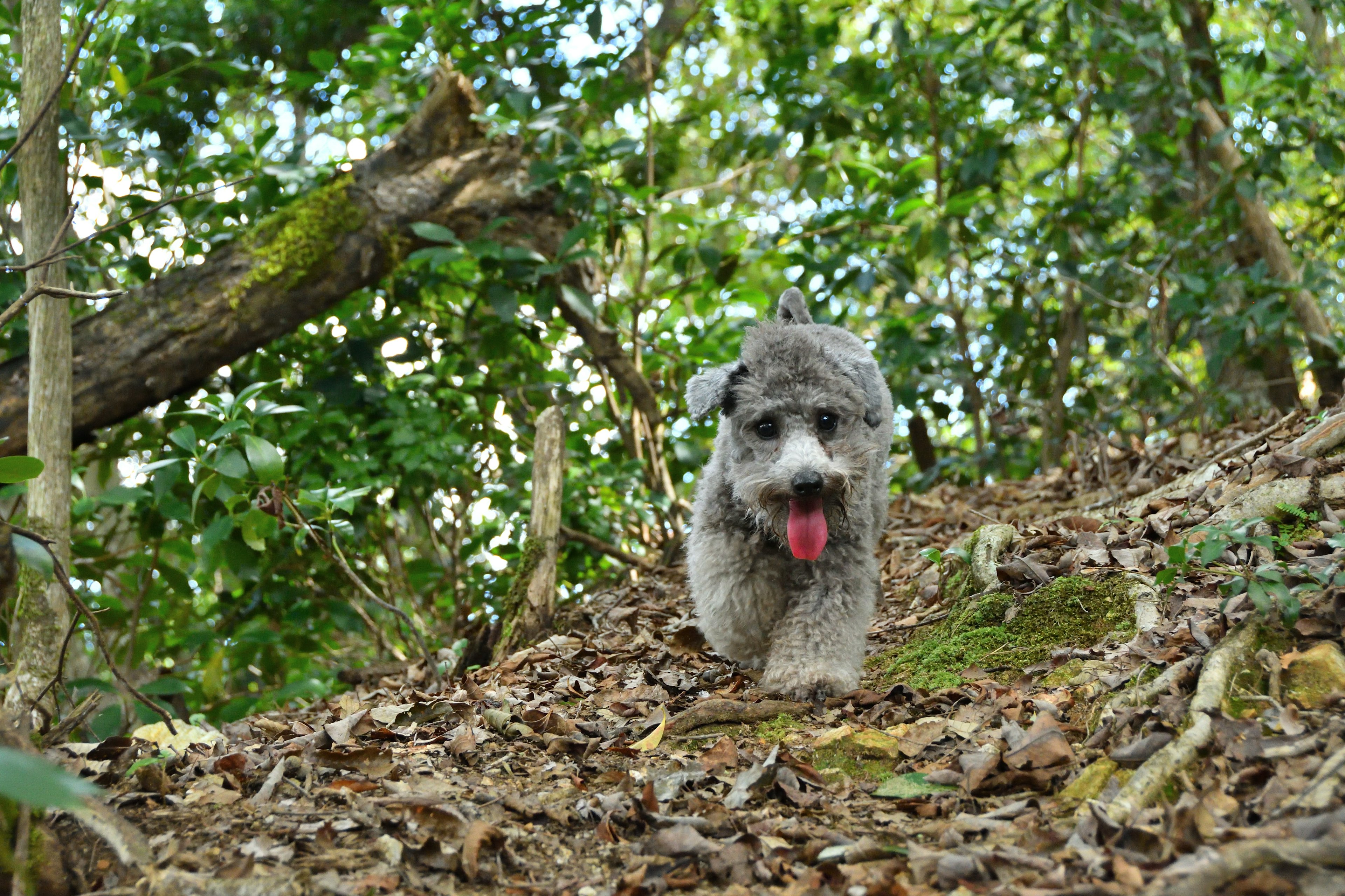 Grauer Hund, der einen Waldweg entlanggeht