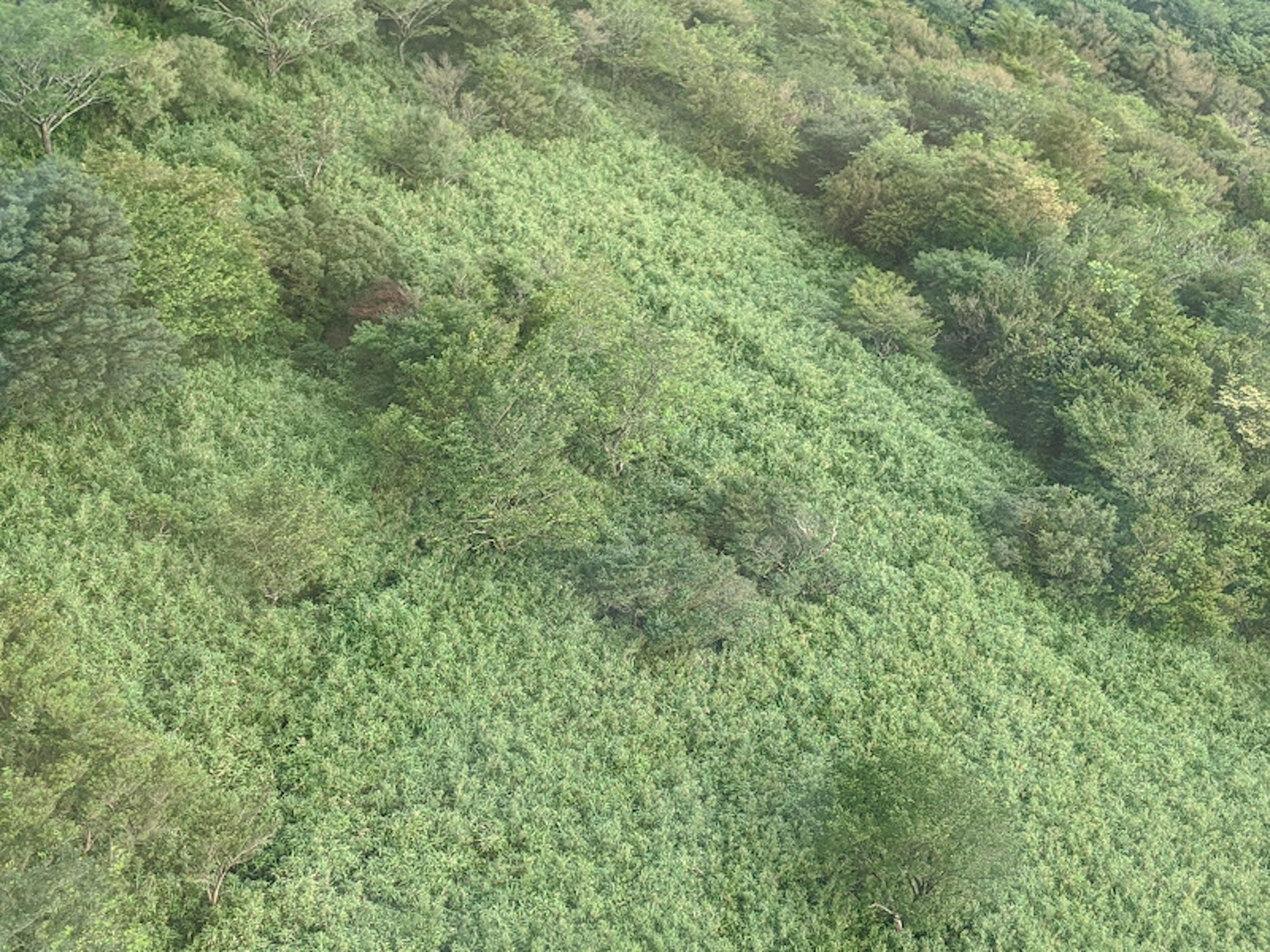 Aerial view of a lush green forest with various shades of green vegetation