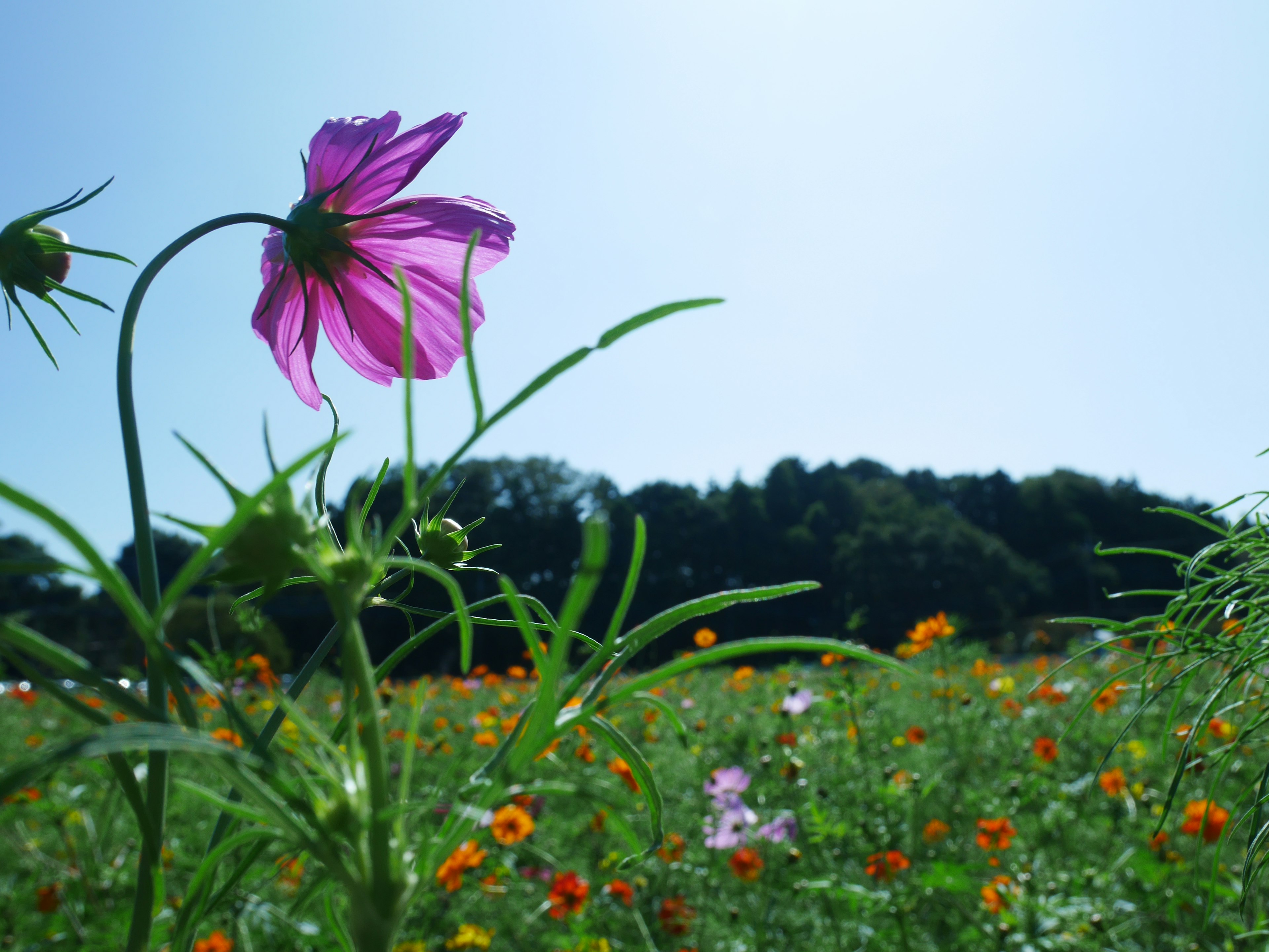 Fiore rosa con foglie verdi in un campo vibrante di fiori selvatici sotto un cielo blu chiaro