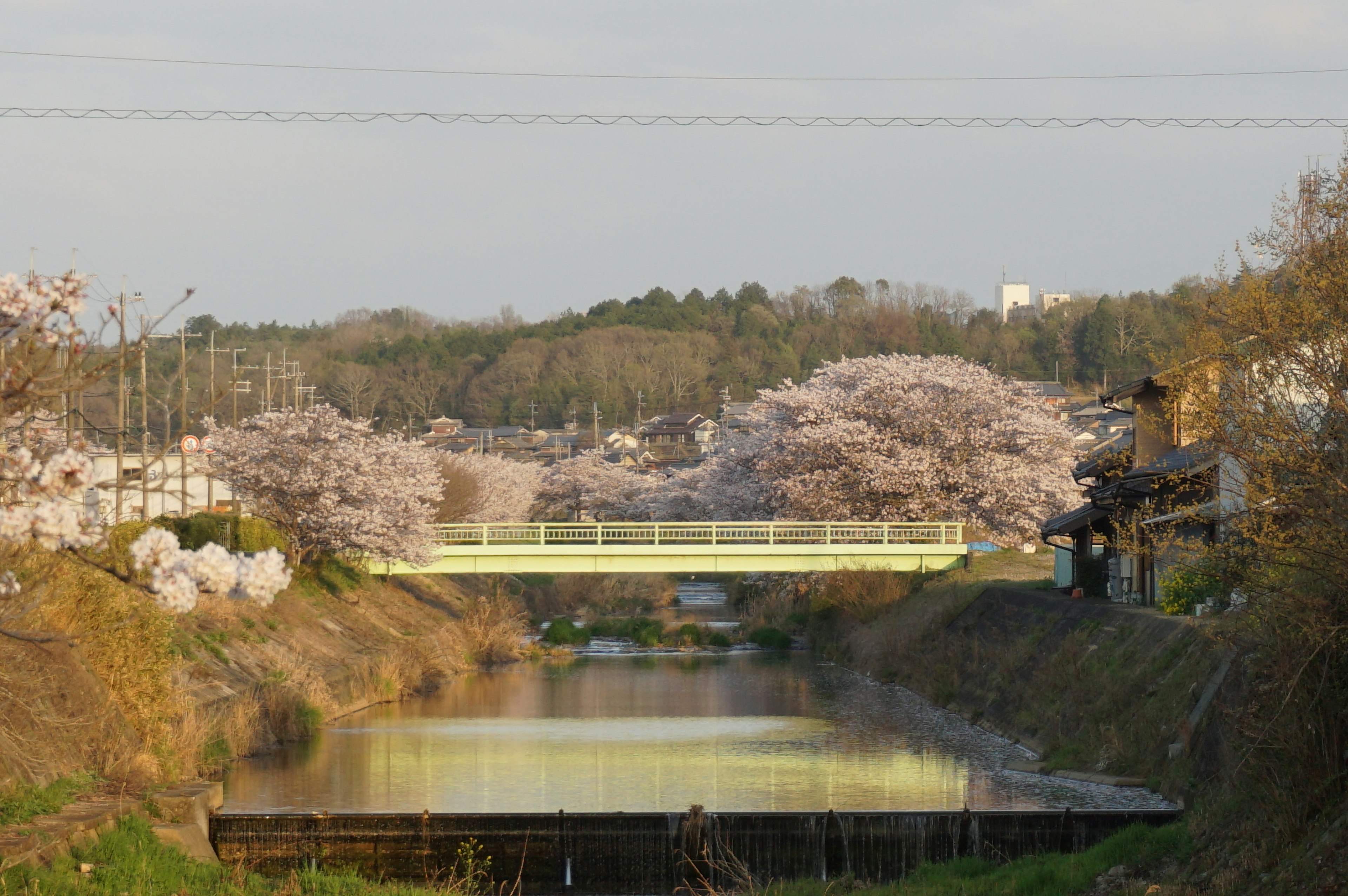 Vista escénica a lo largo de un río con cerezos un puente y hermosas reflexiones en el agua