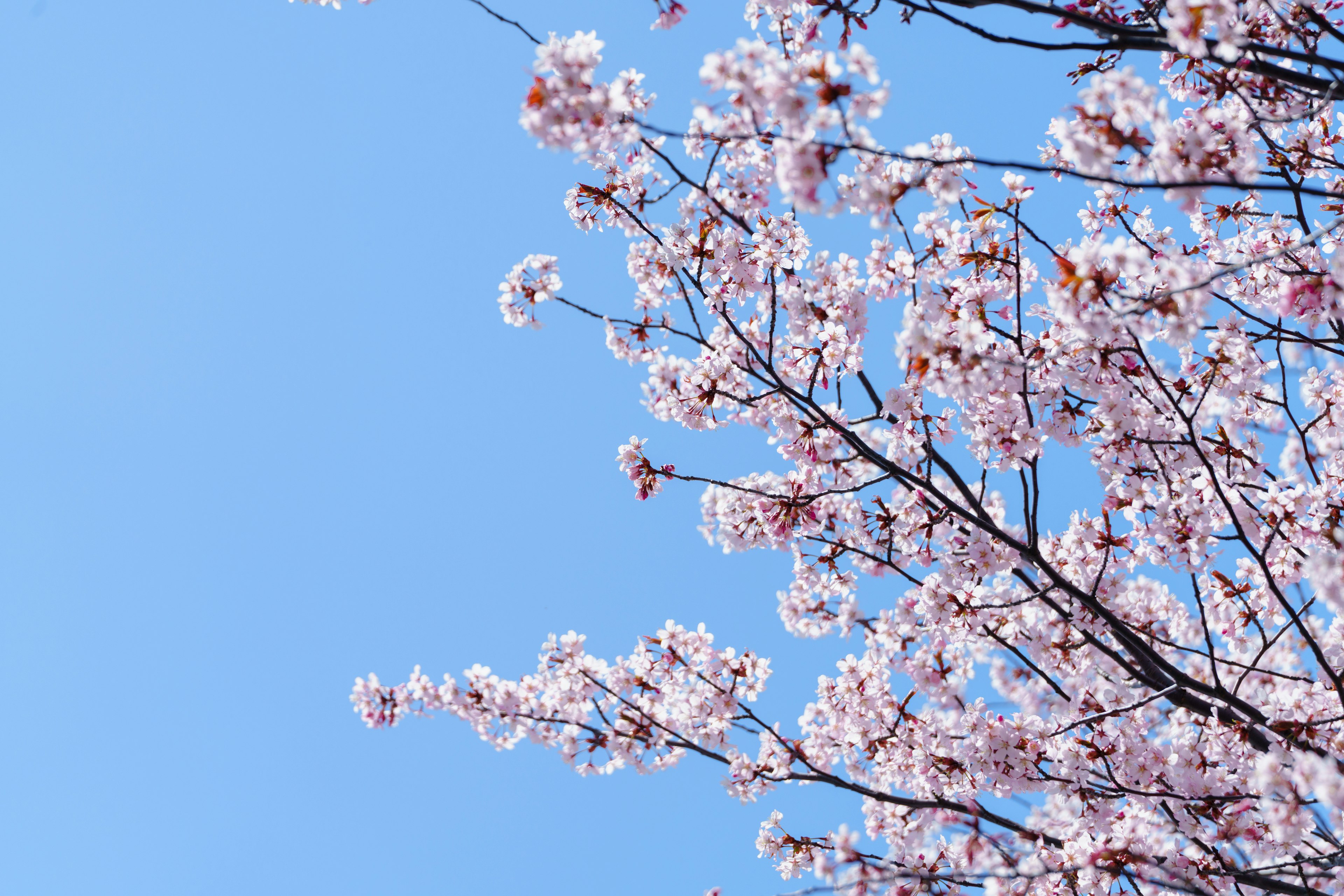 Cherry blossom branches against a clear blue sky