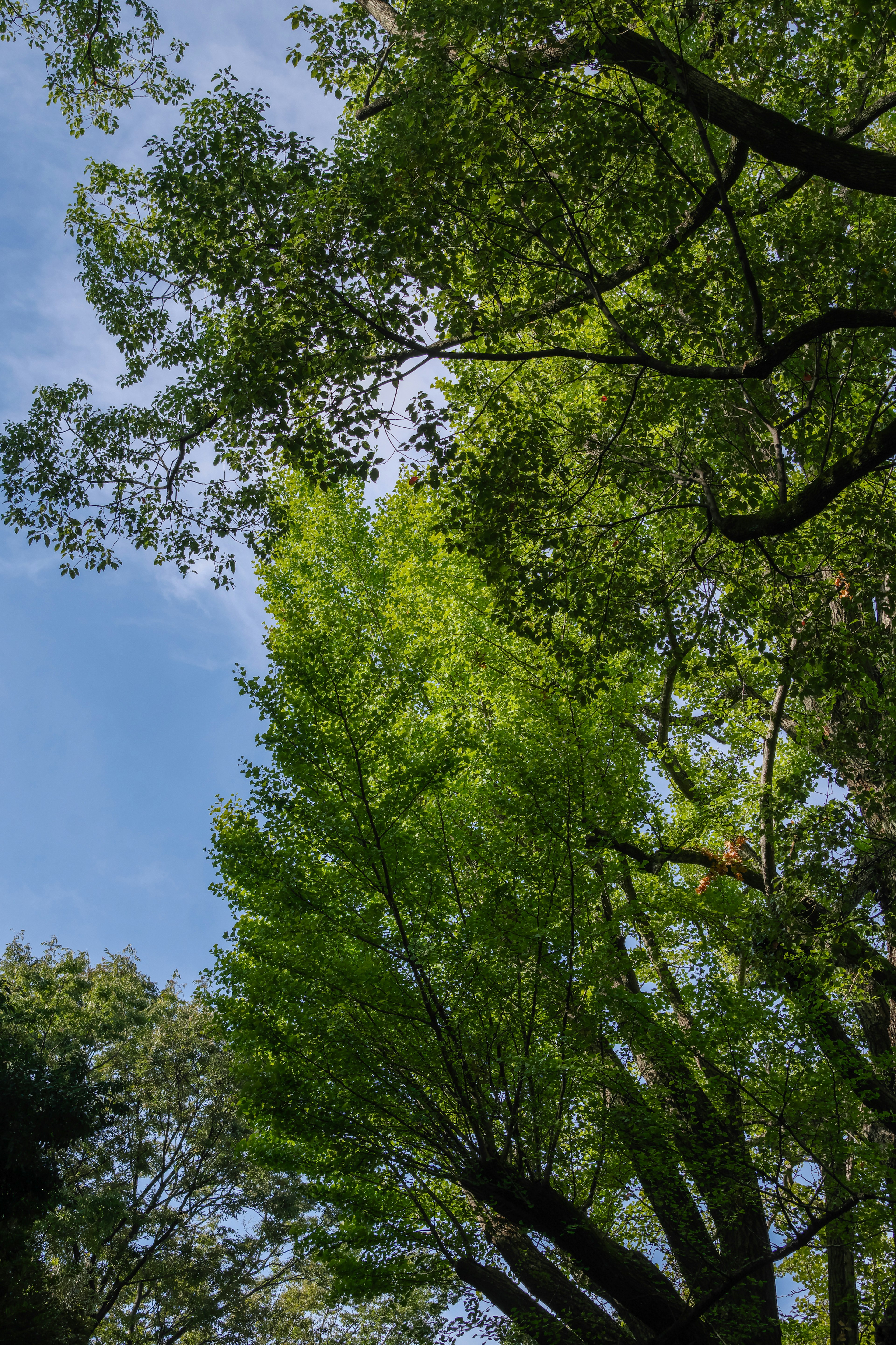 Vue de cimes d'arbres verdoyants contre un ciel bleu