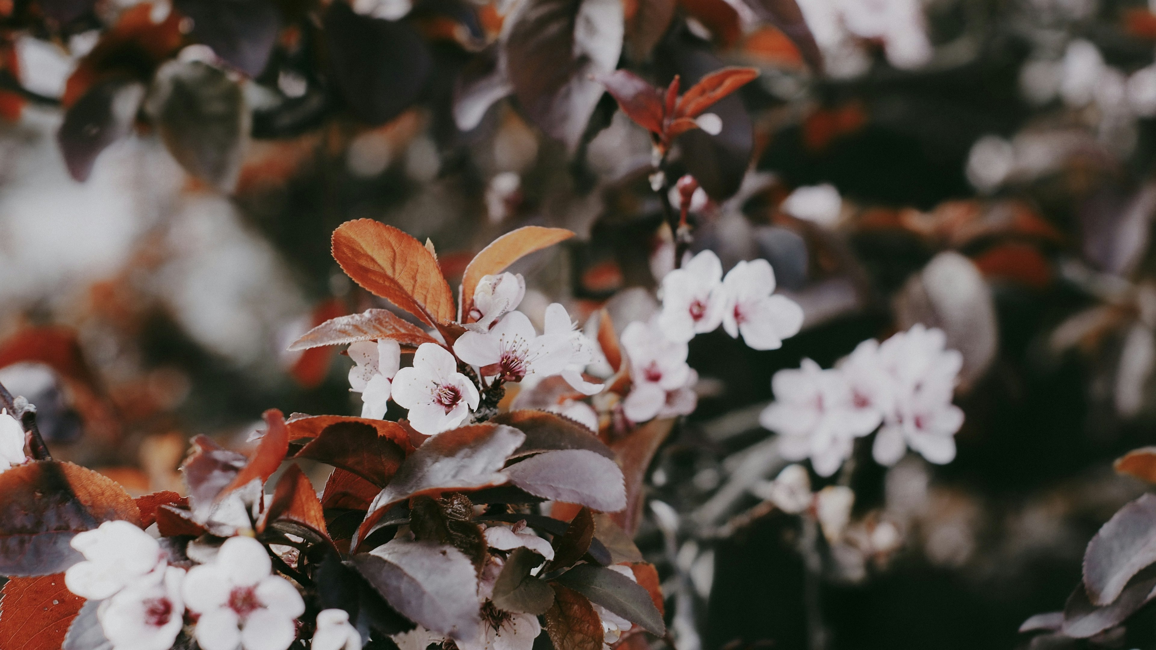 Primer plano de una planta con flores blancas y hojas rojas