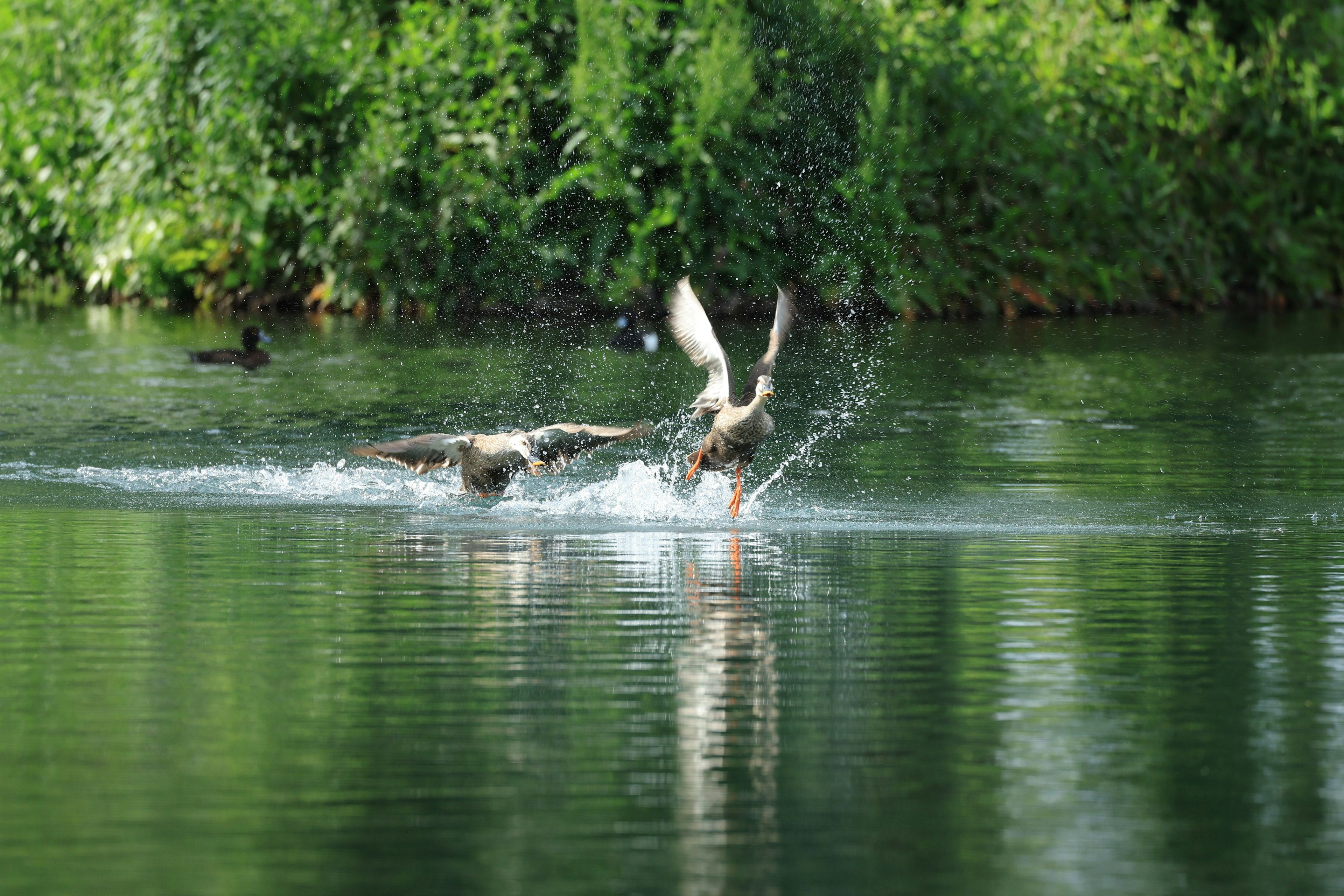 Two ducks splashing on the water surface with green foliage in the background