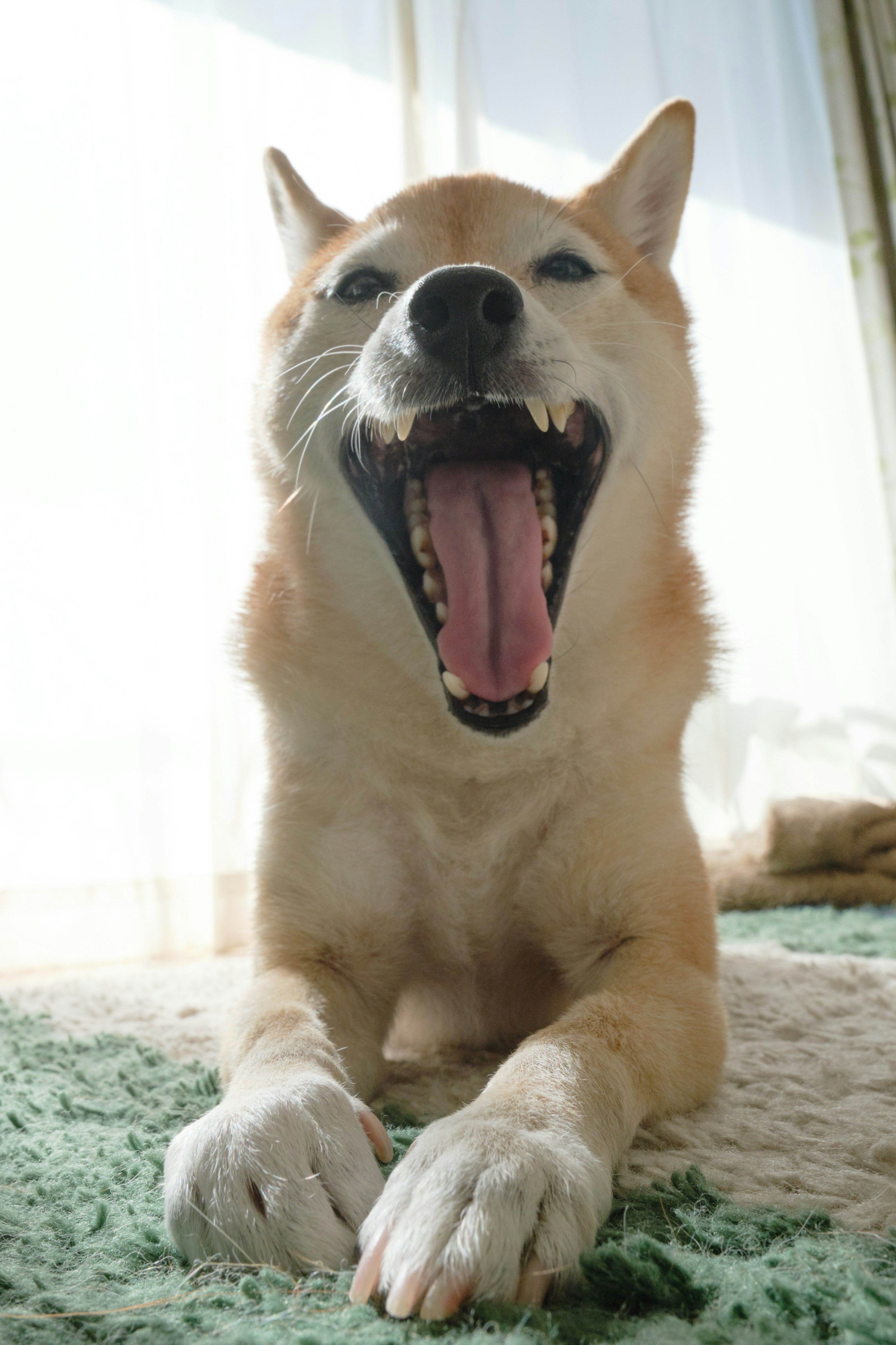 Primo piano di un Shiba Inu che sbadiglia in una stanza luminosa