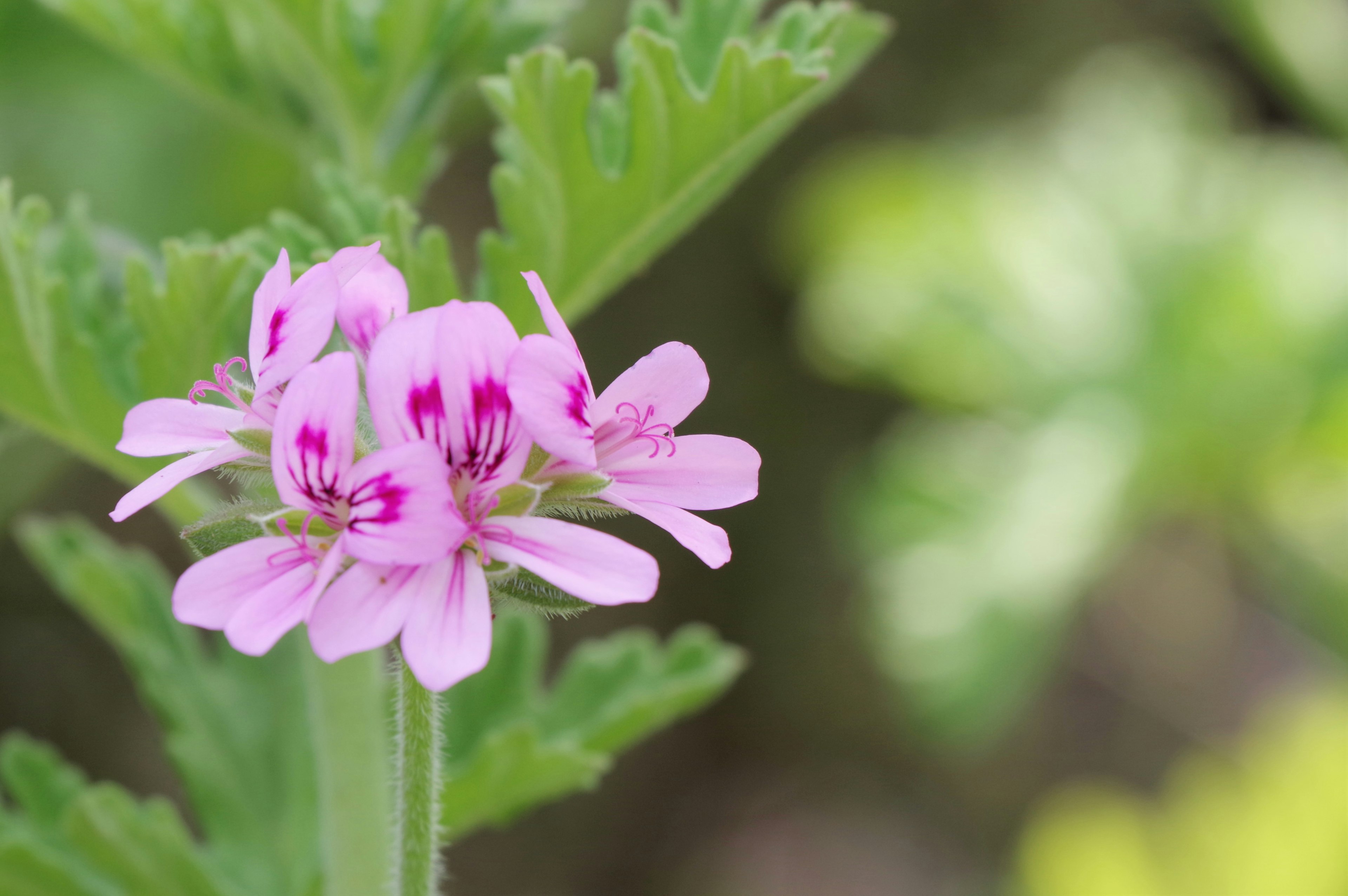 Close-up bunga pink dengan tanda ungu dikelilingi daun hijau dan latar belakang lembut