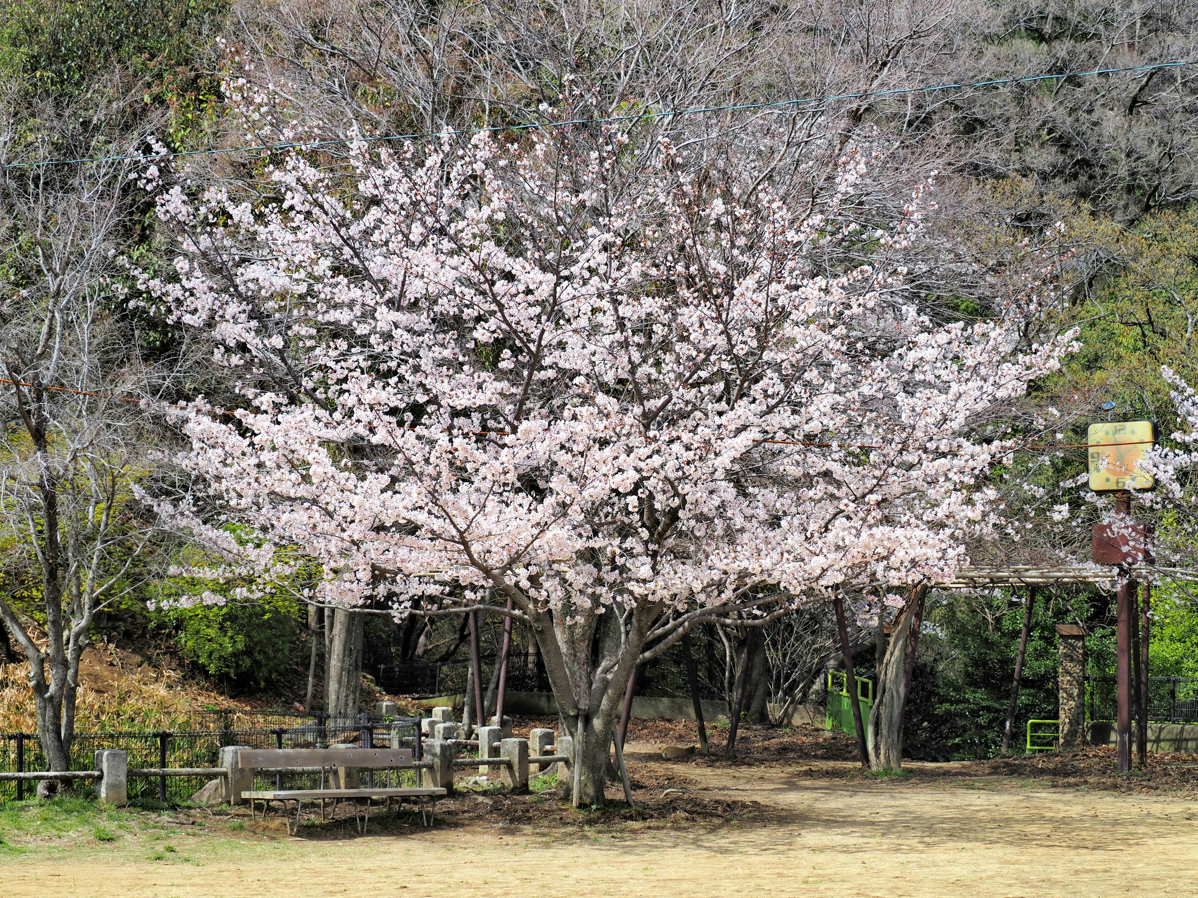 Cherry blossom tree in full bloom in a park