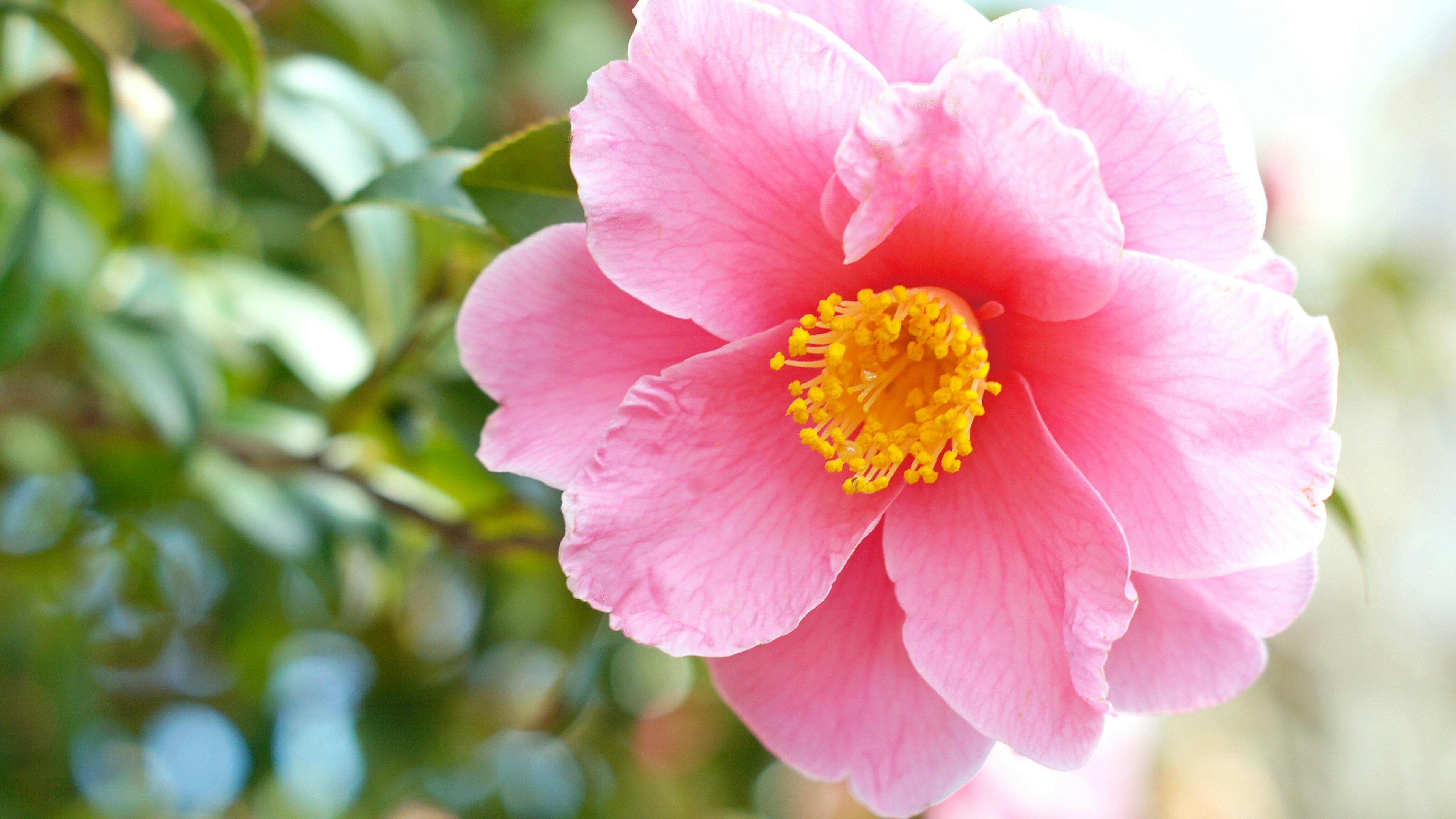 ピンクのカメリアの花が鮮やかに咲いている