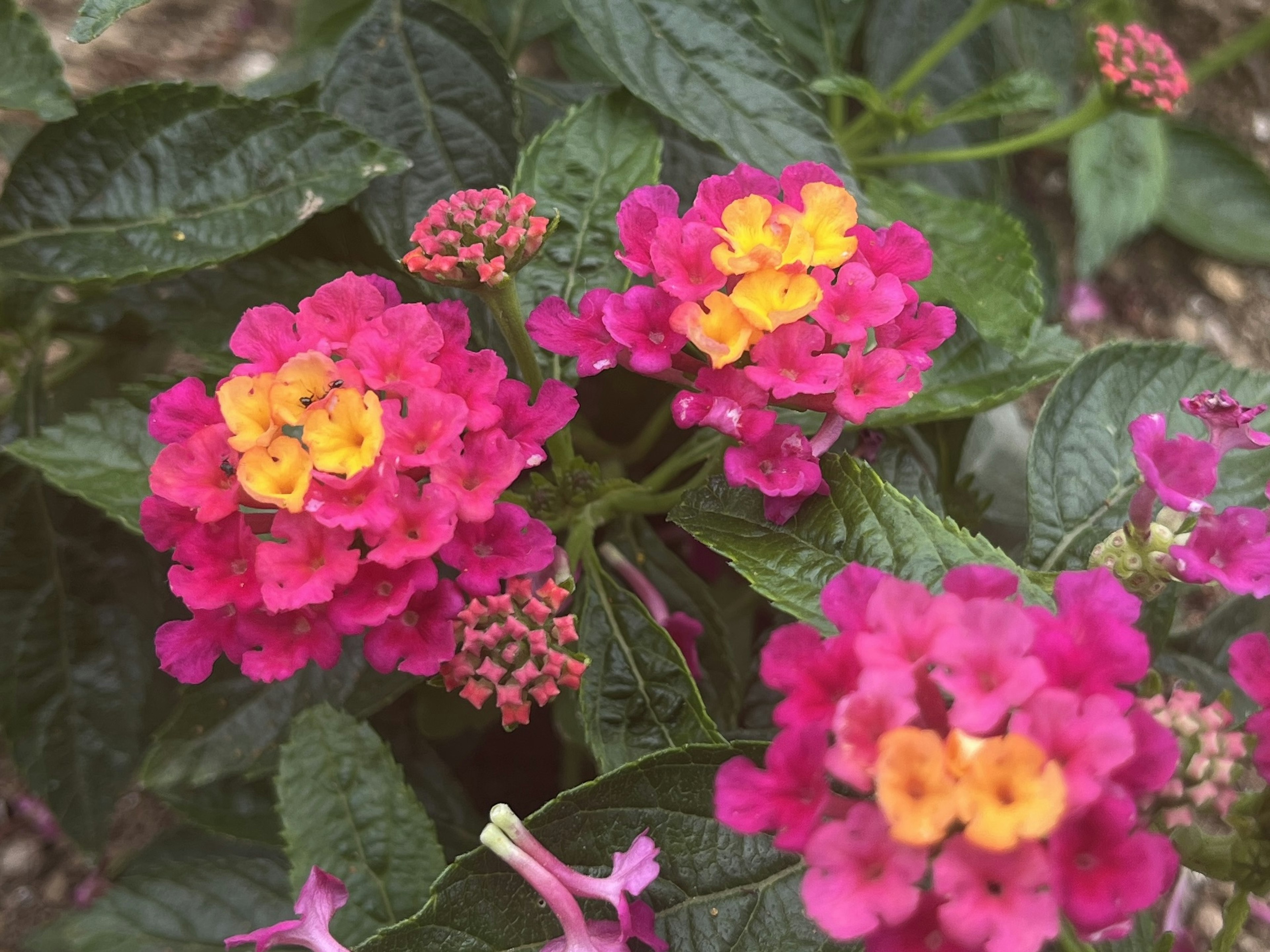 ดอกลันทานาสีชมพูและสีเหลืองสดใสกำลังบาน