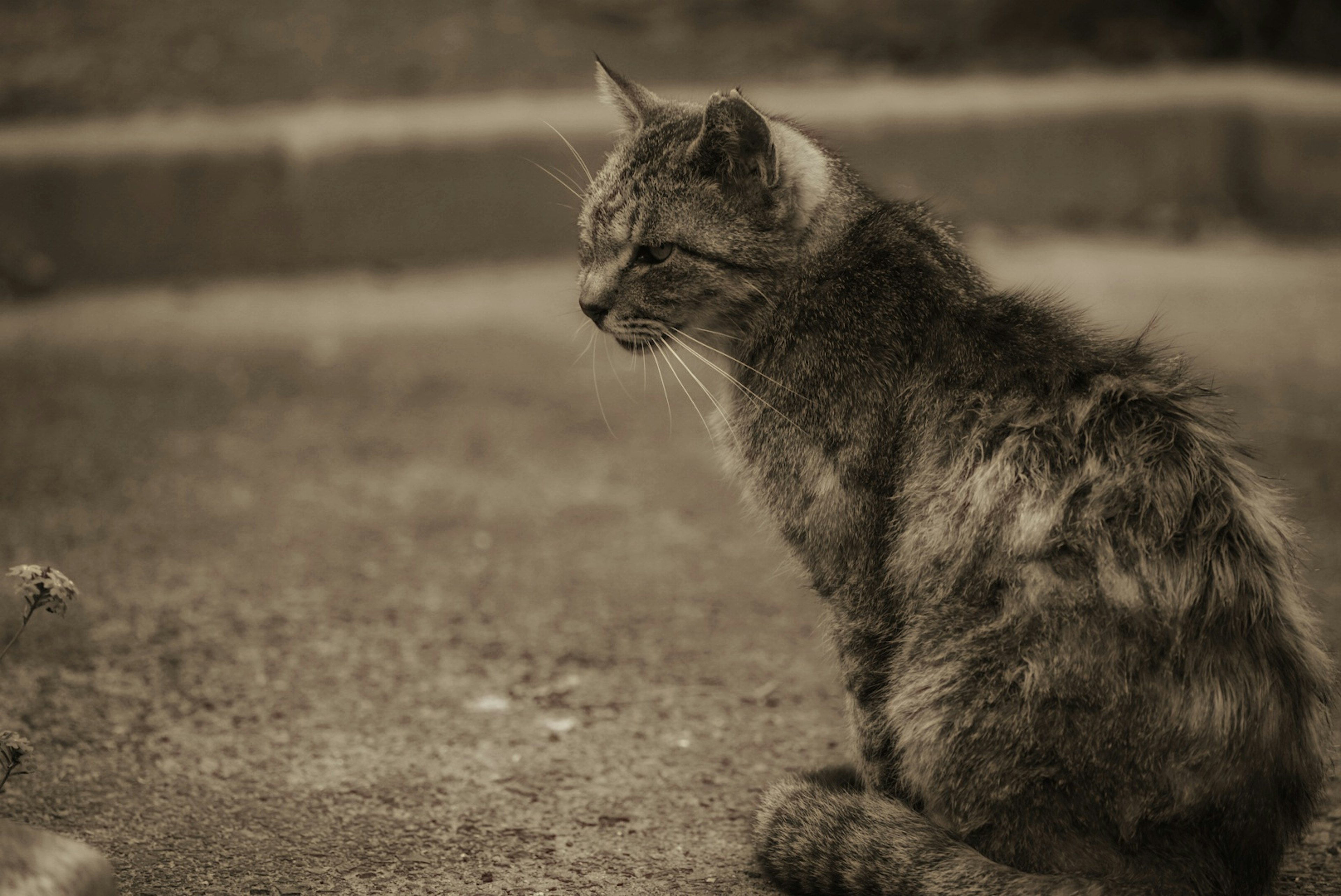 Eine sepiafarbene Katze sitzt ruhig