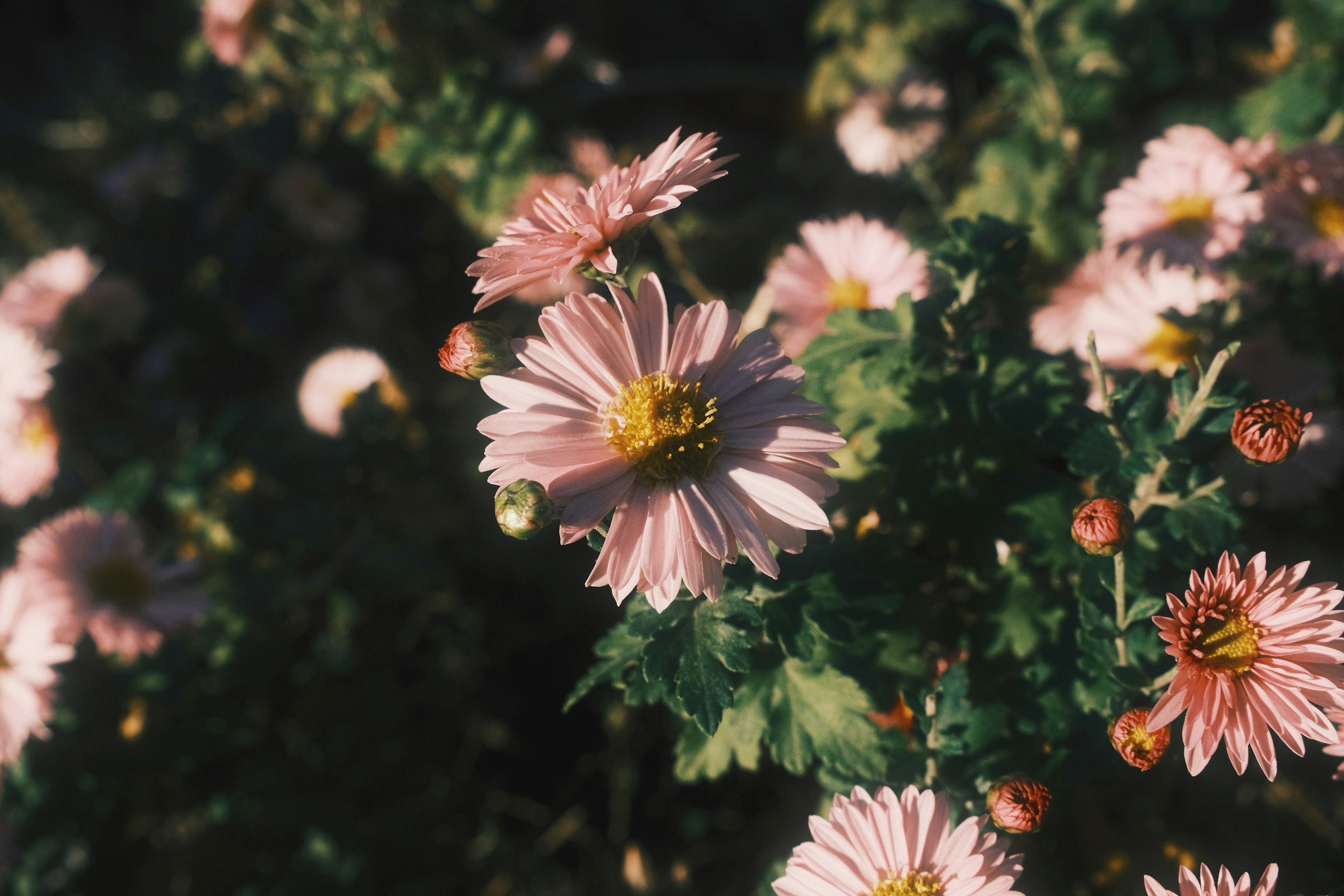 ピンクの花びらを持つ菊の花が咲いている風景