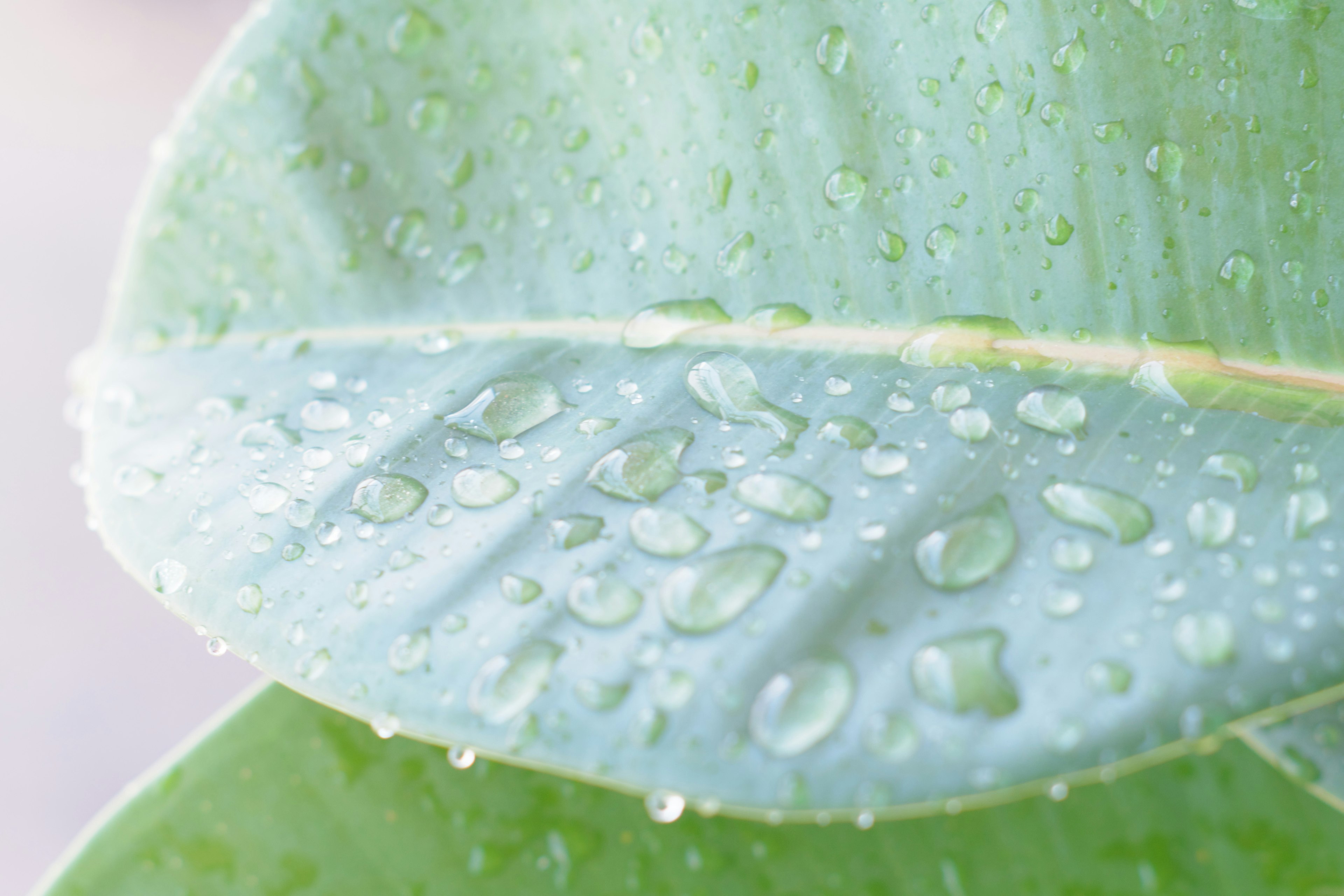 Gros plan de feuilles vertes avec des gouttes d'eau