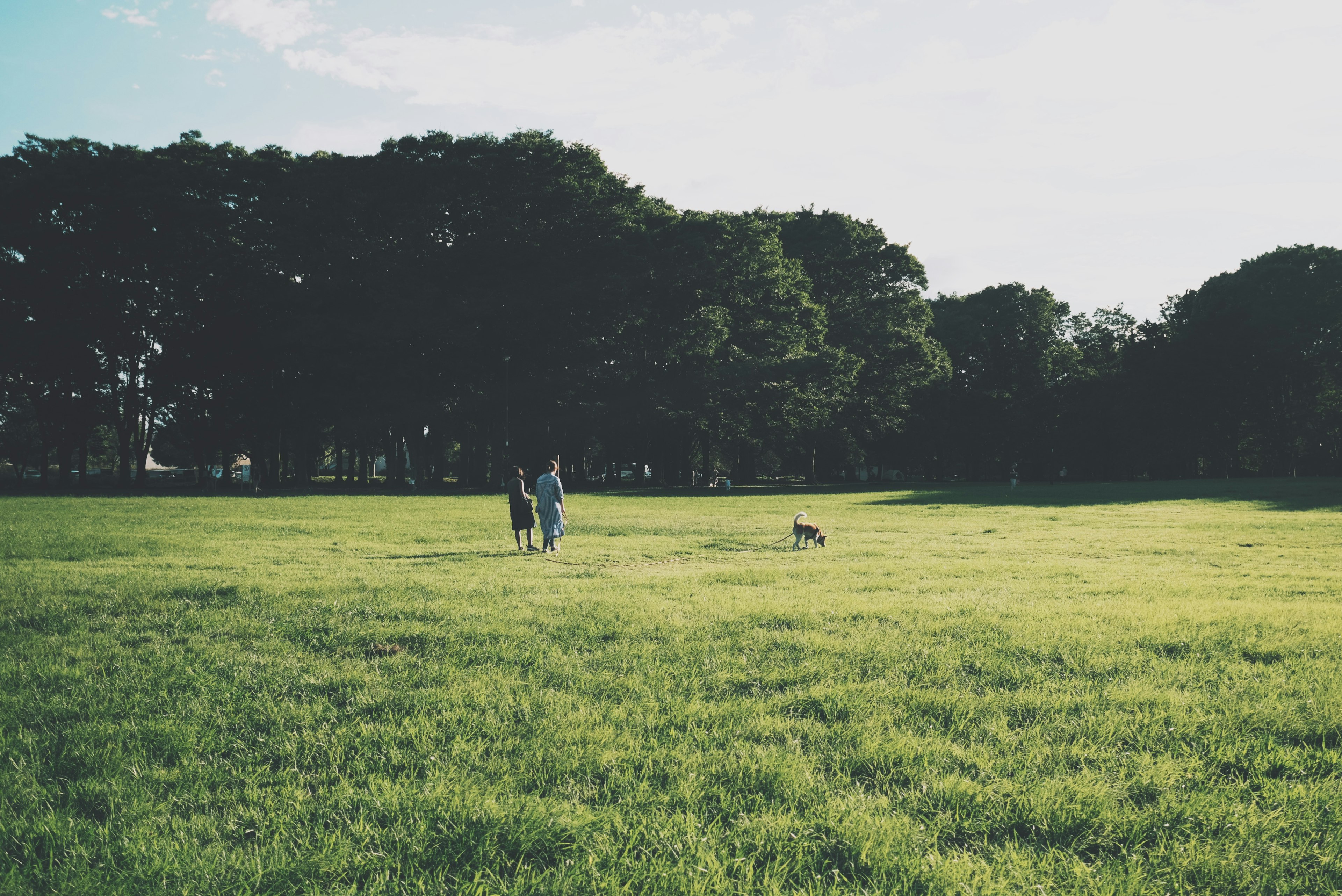 Couple walking in a green field with a dog