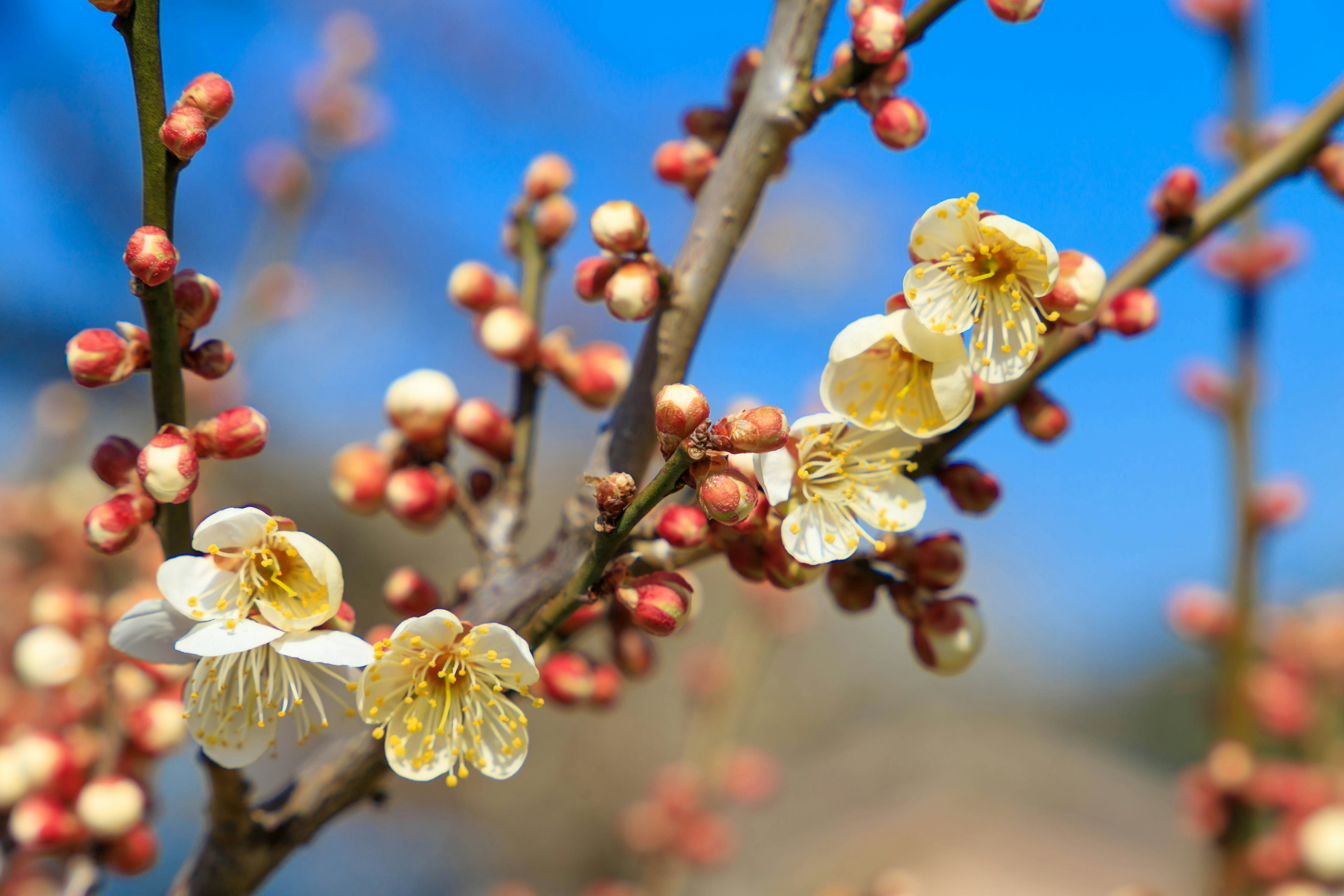 Primo piano di un ramo con fiori di prugno in fiore e gemme