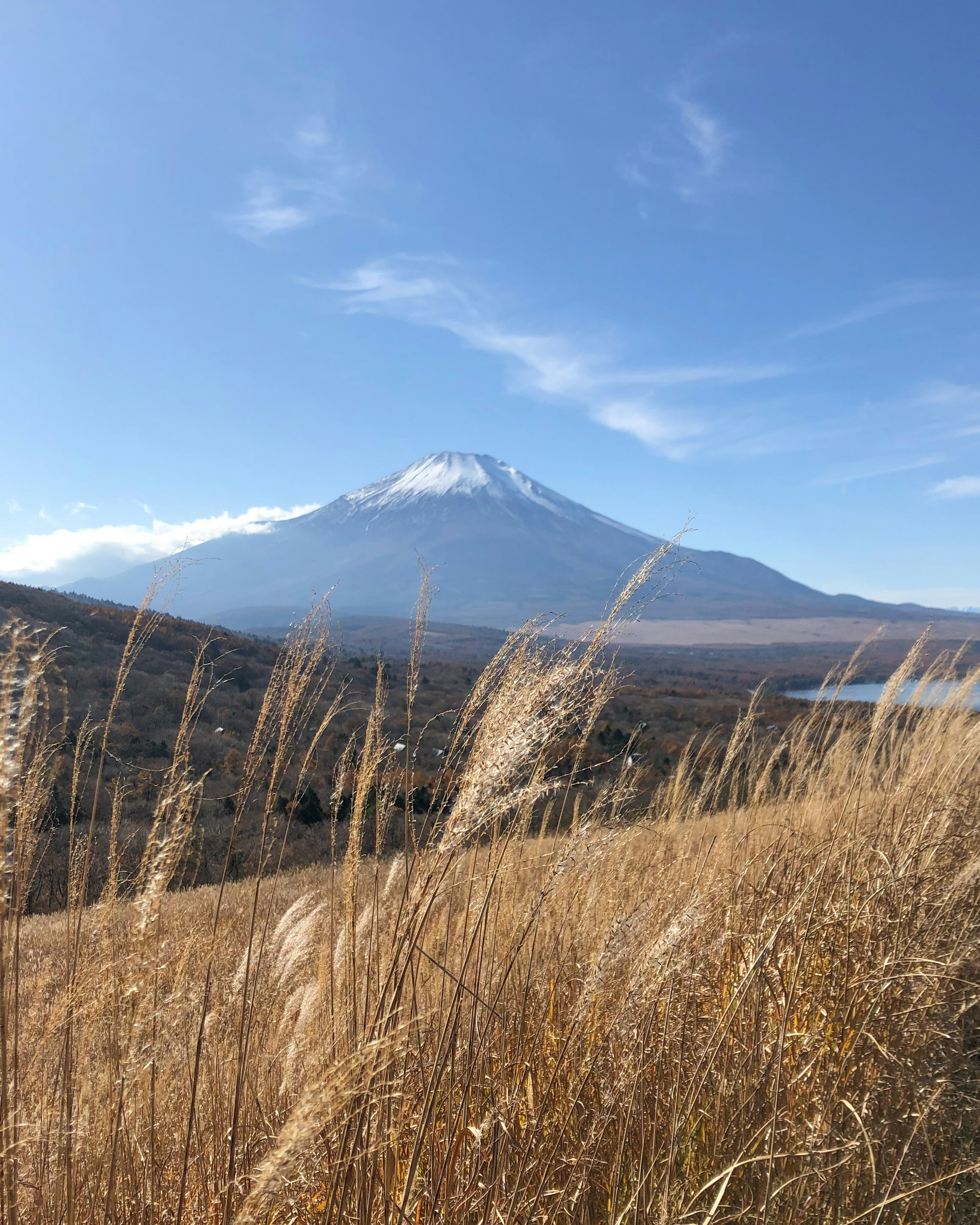 富士山を背景にした草原の風景