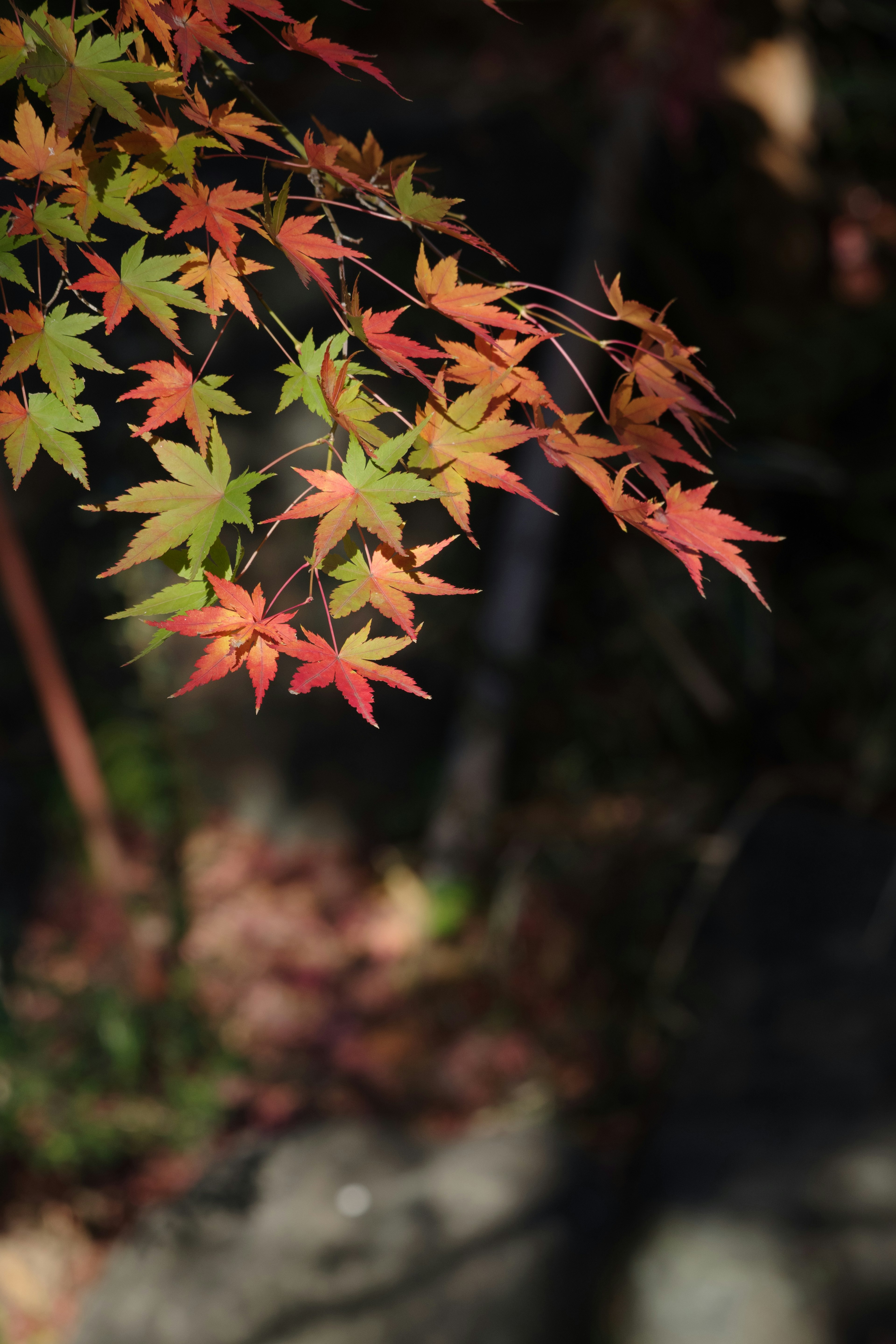 Daun maple yang cerah dalam nuansa merah dan hijau