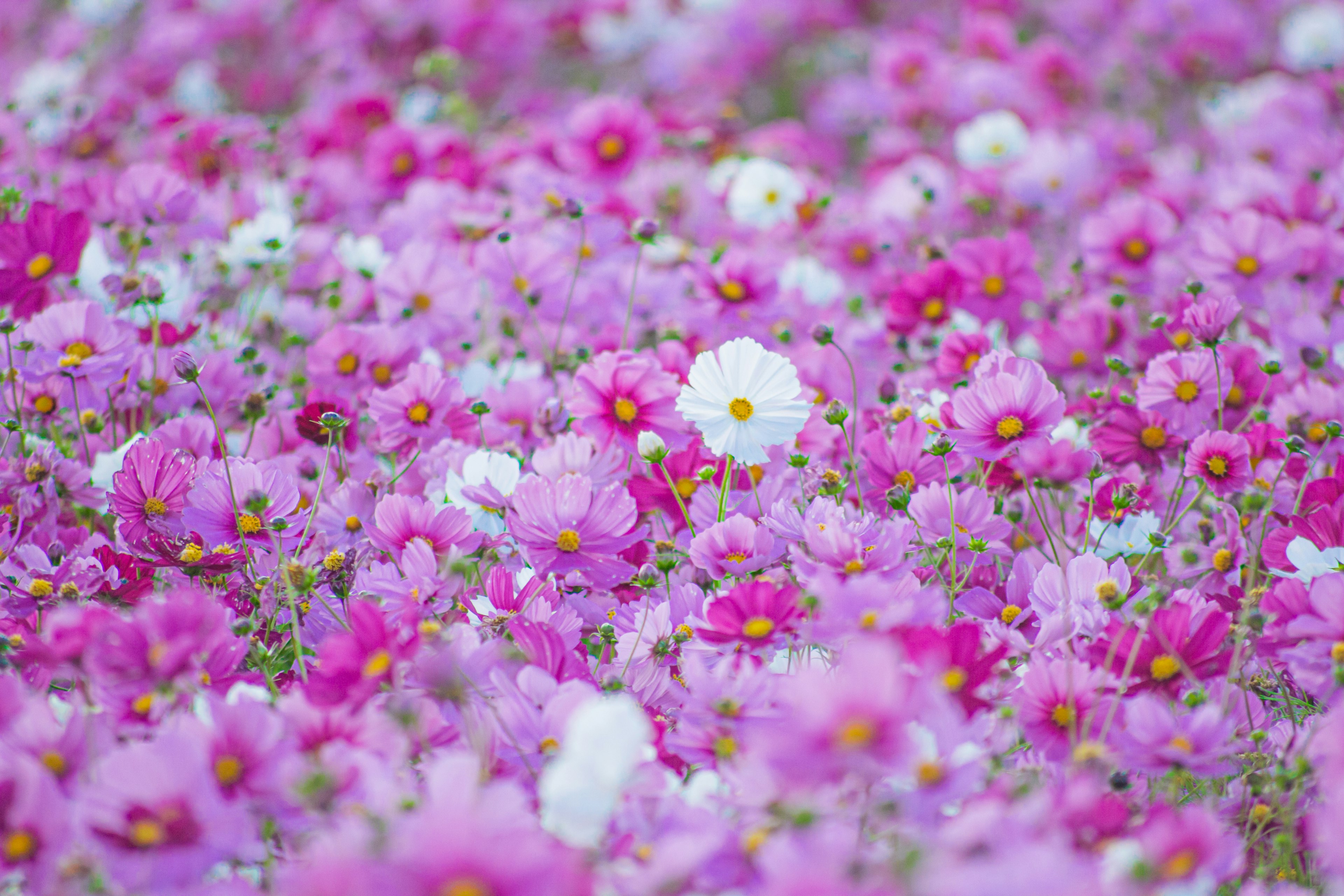 色とりどりのピンクと白の花が咲き誇る風景