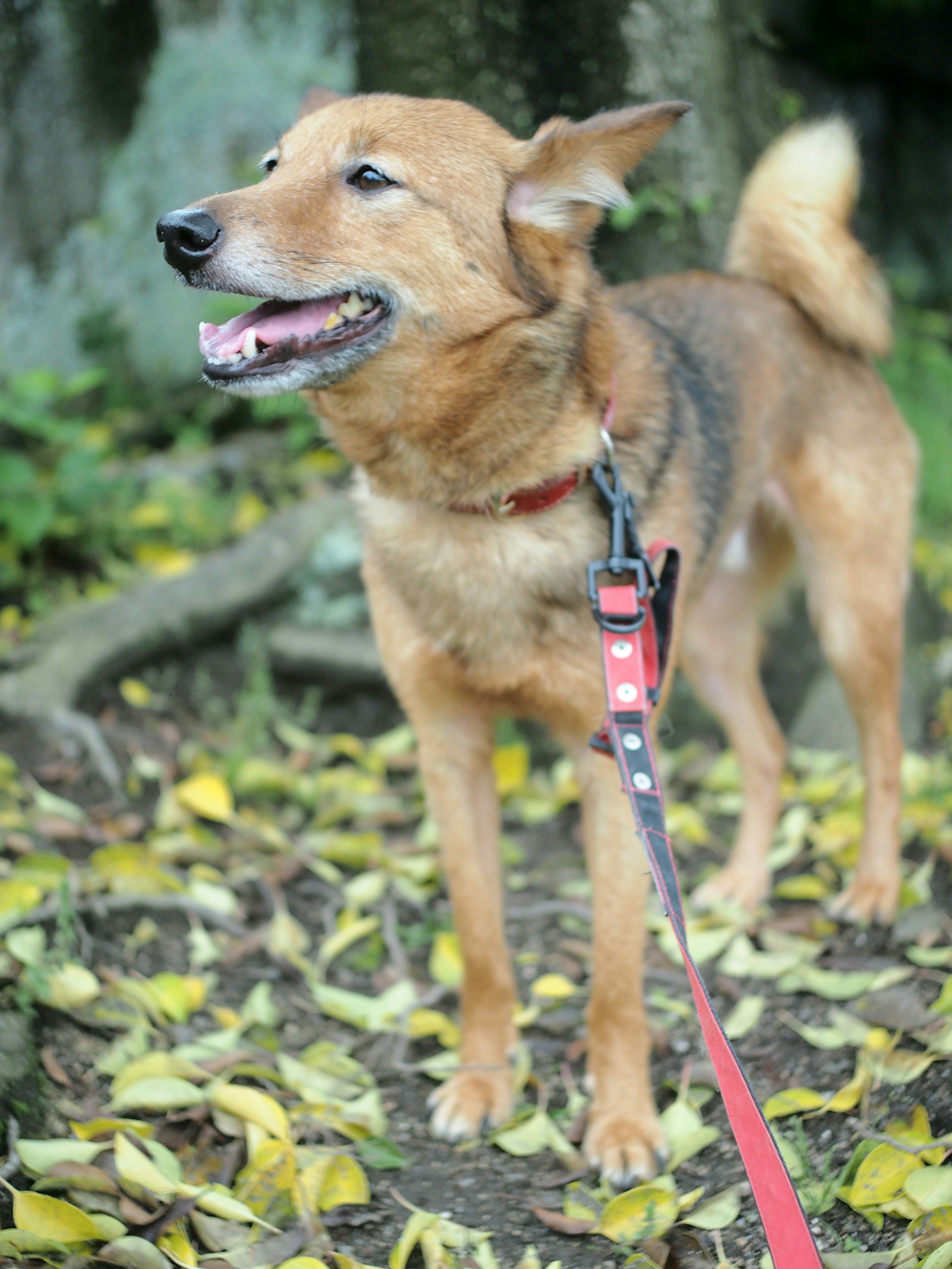 Un cane marrone al guinzaglio è in piedi con un sorriso circondato da foglie gialle